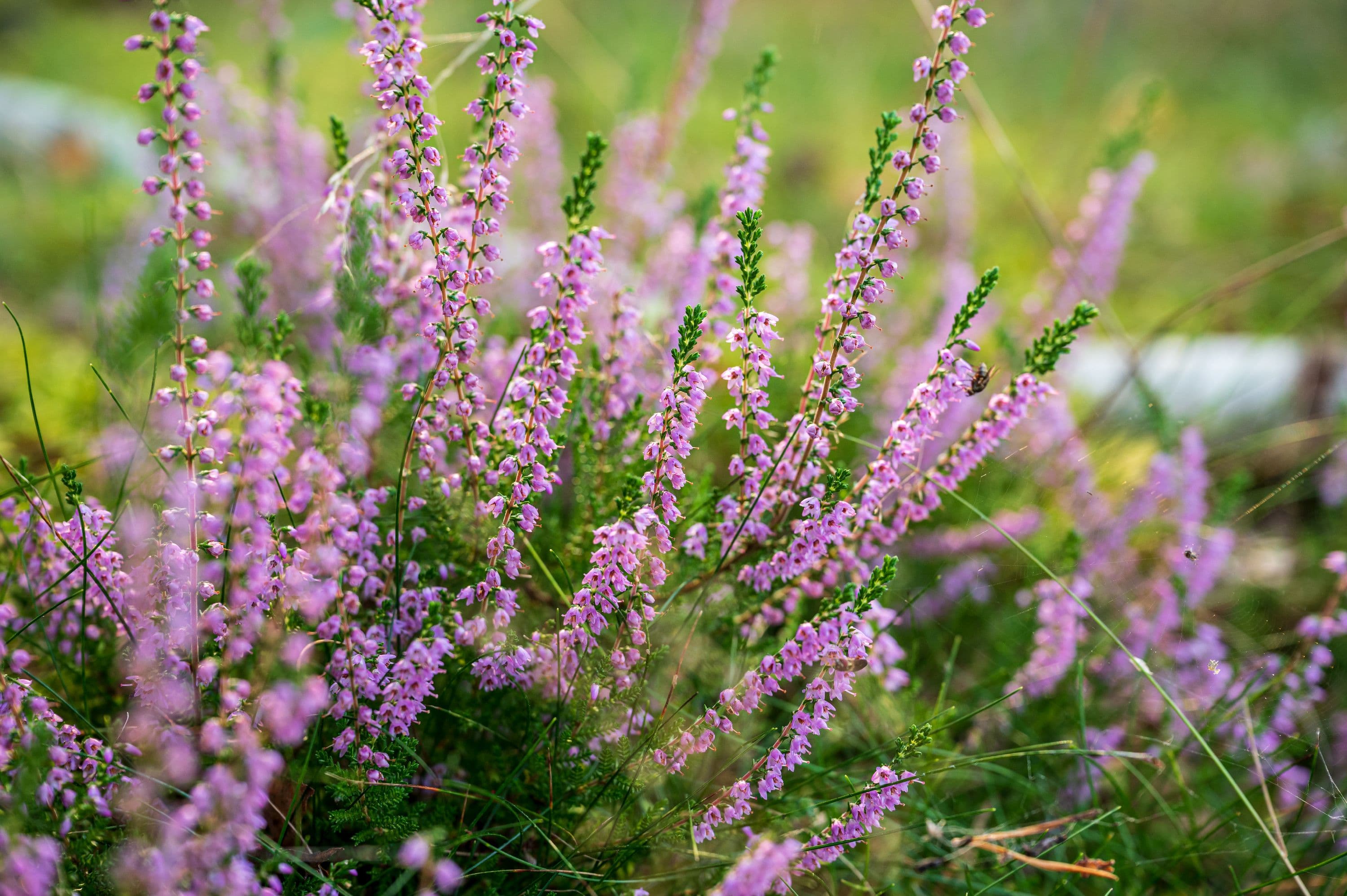 Hier und da wächst Heide am Wegesrand