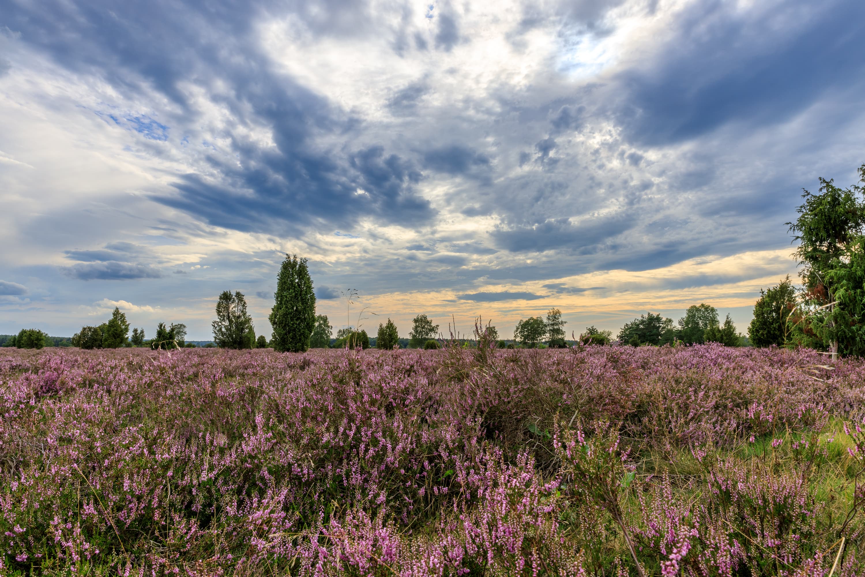 Heideblüte im Wacholderwald