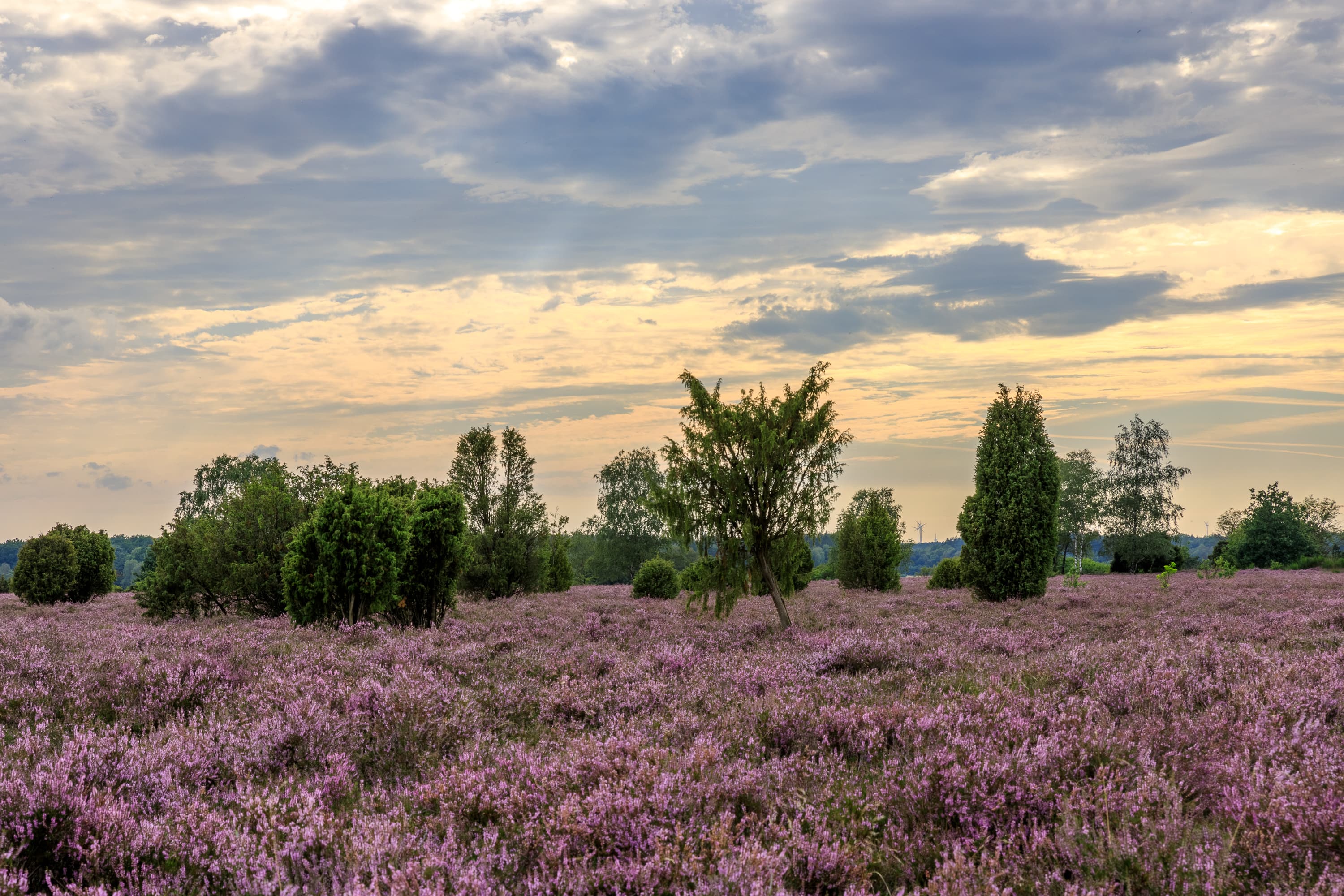 Abendstimmung in der blühenden Heide im Wacholderwald Schmarbeck