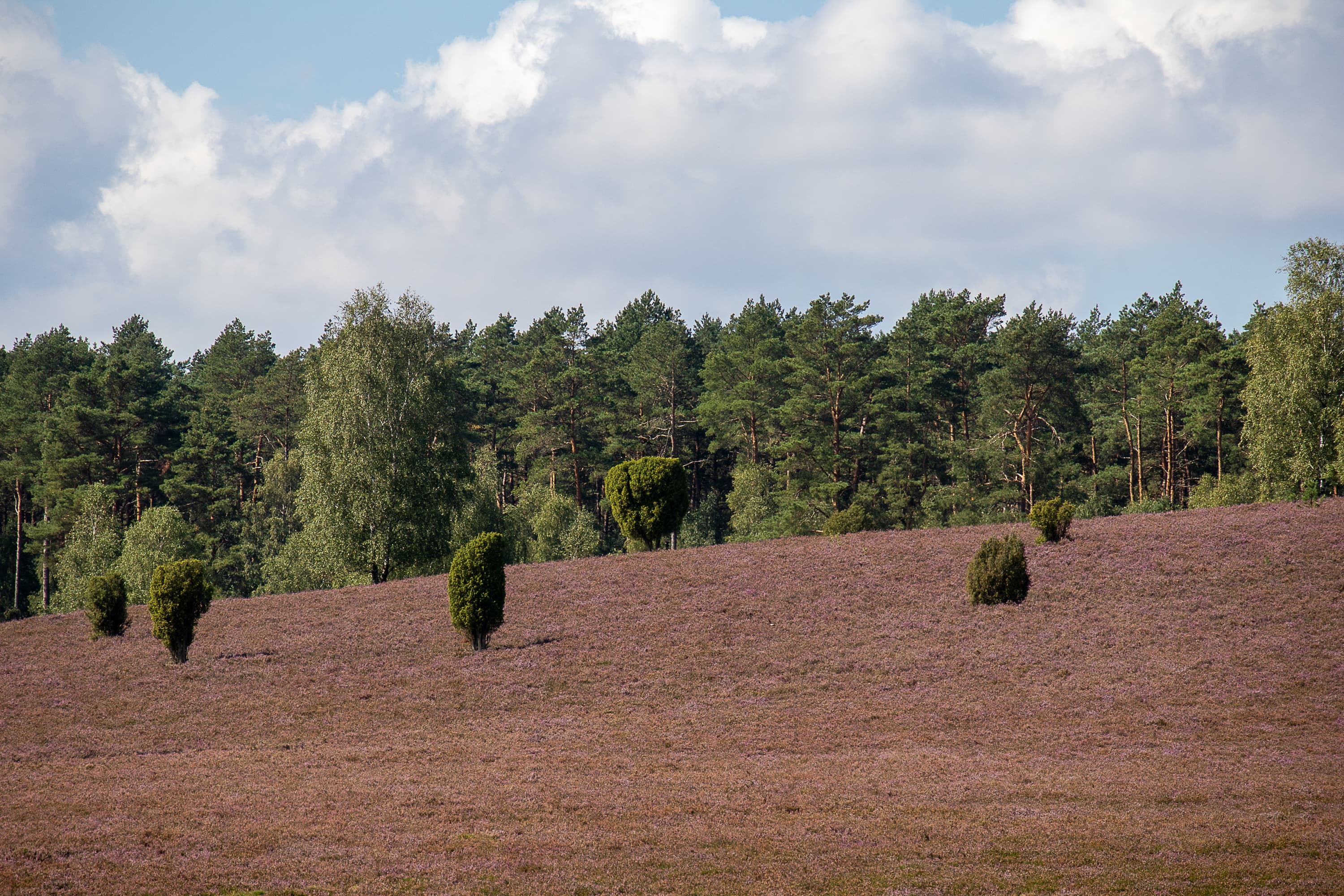 In der sanft hügeligen Döhler Heide