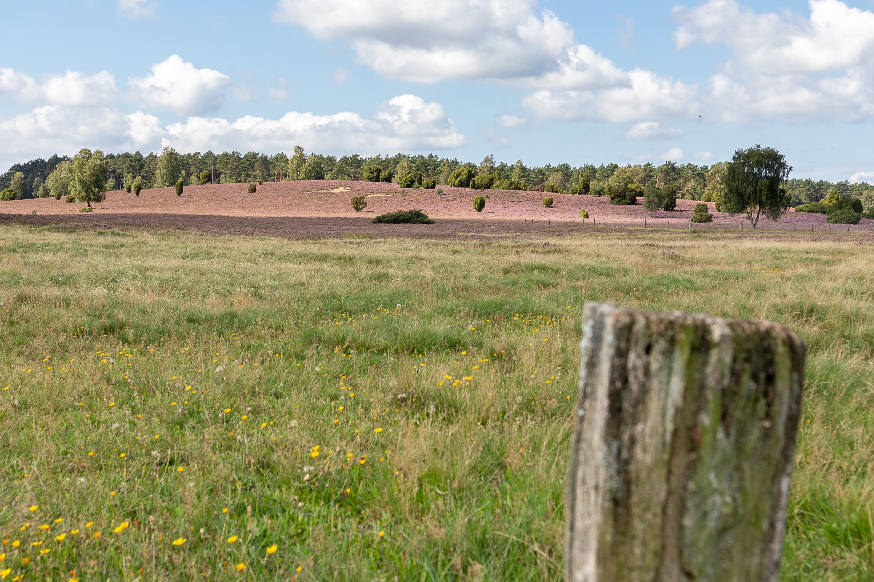 Blick über blühende Wiesen auf die hügelige Döhler Heide