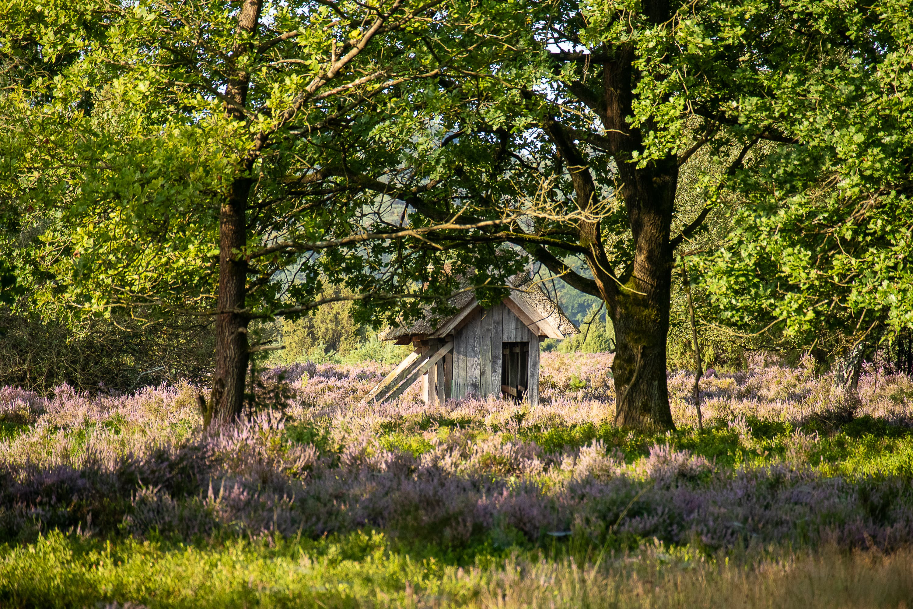 In der Undeloher Heide zur Heideblüte