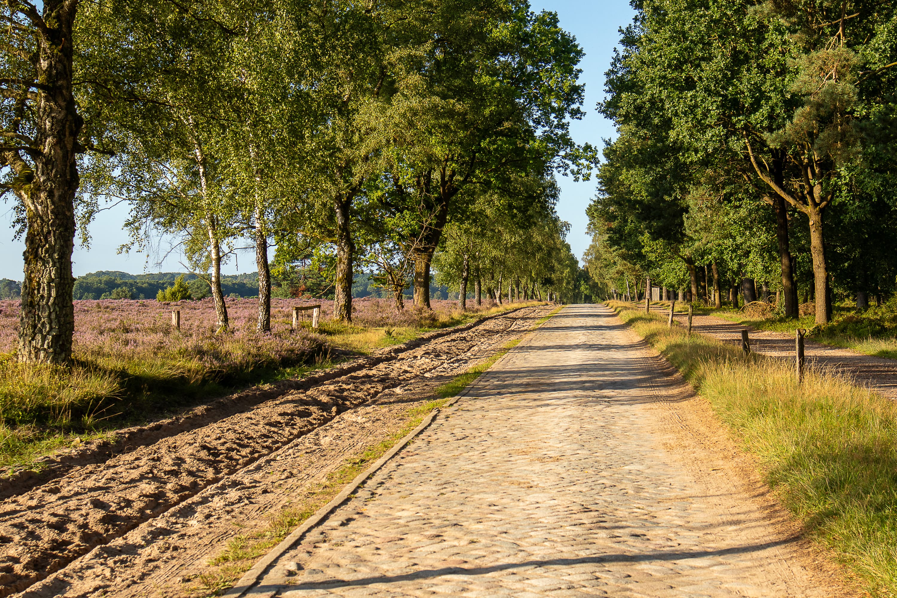 Wanderweg entlang der blühenden Heidefläche