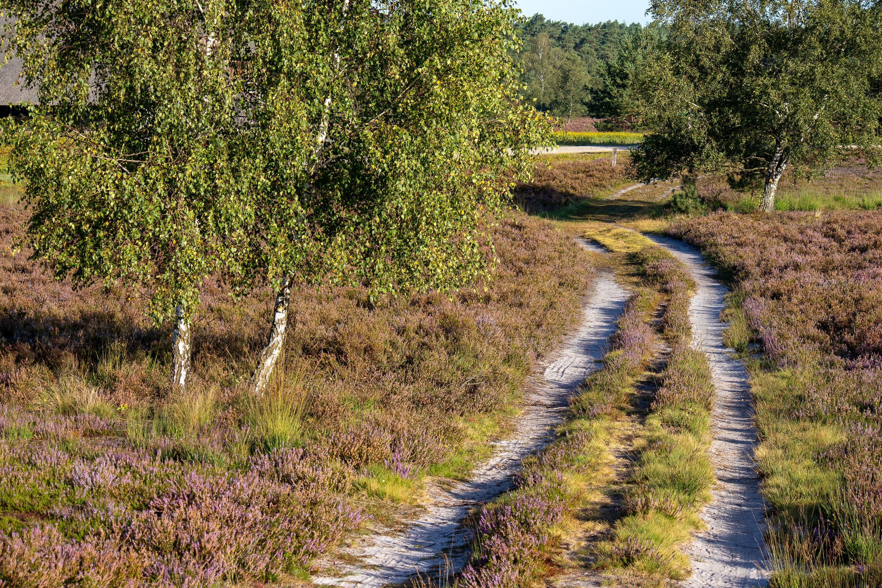 Wanderweg durch die Weseler Heide