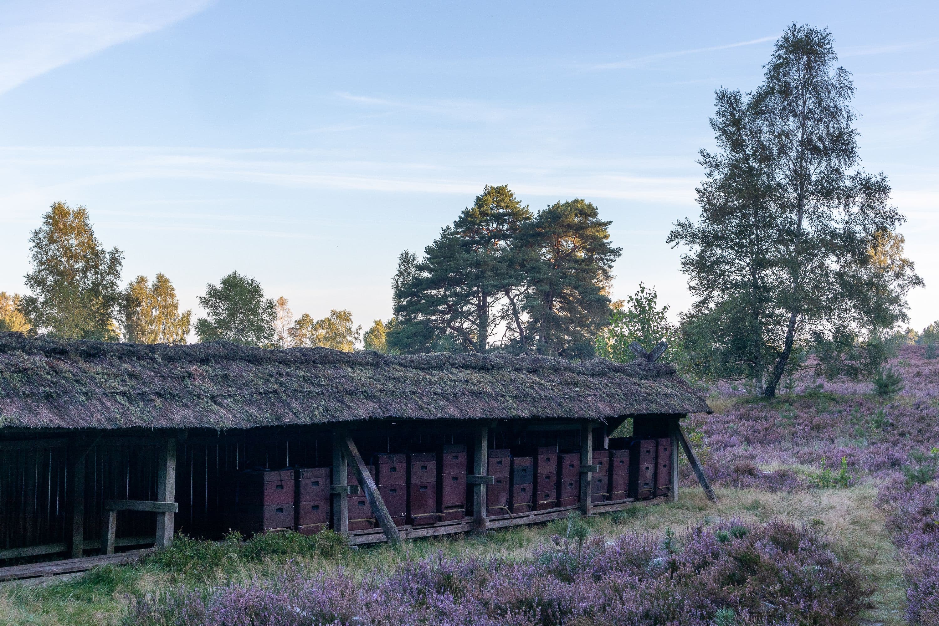 Bienenzaun in der Weseler Heide