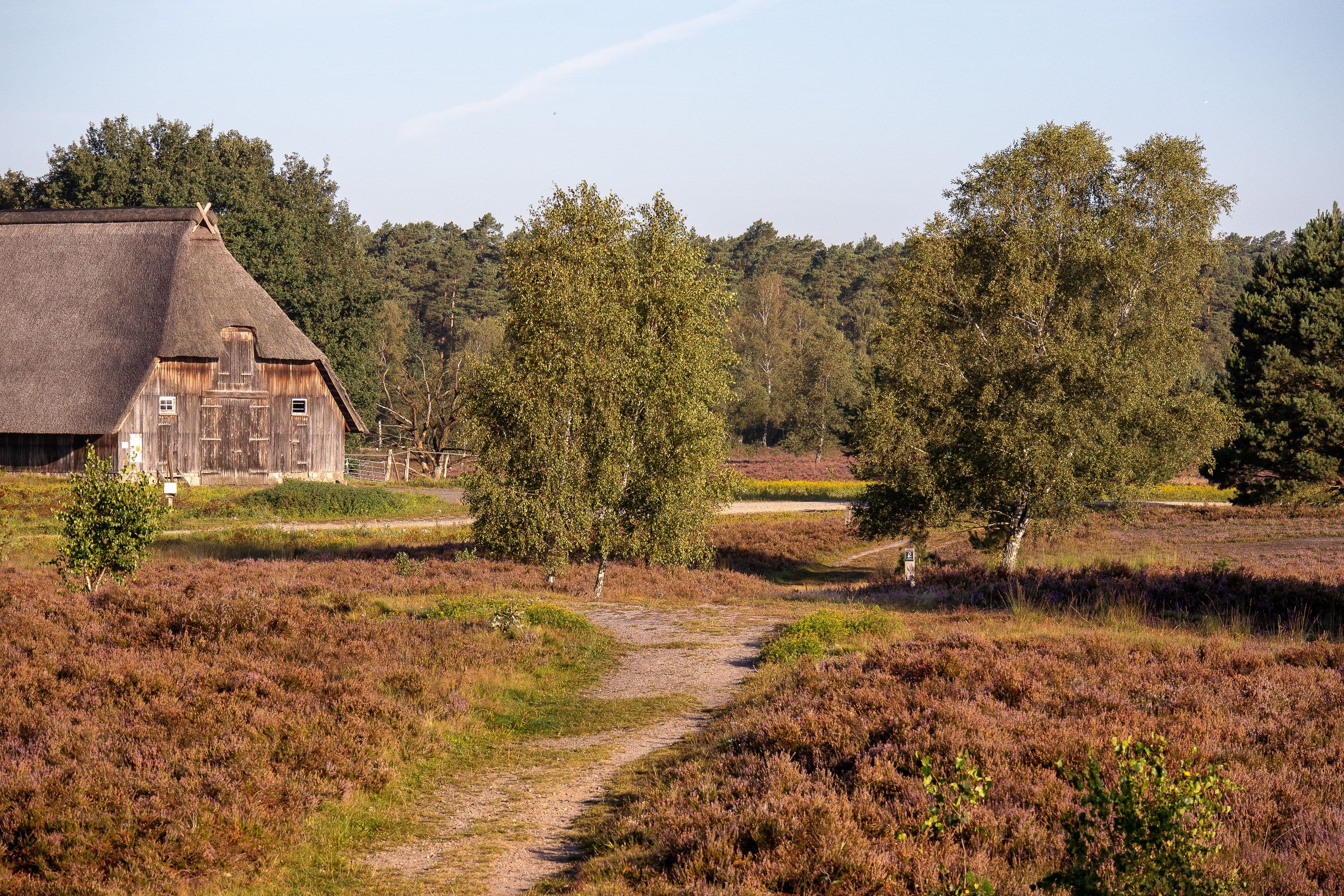 Weg zum alten Schaftstall in der Weseler Heide