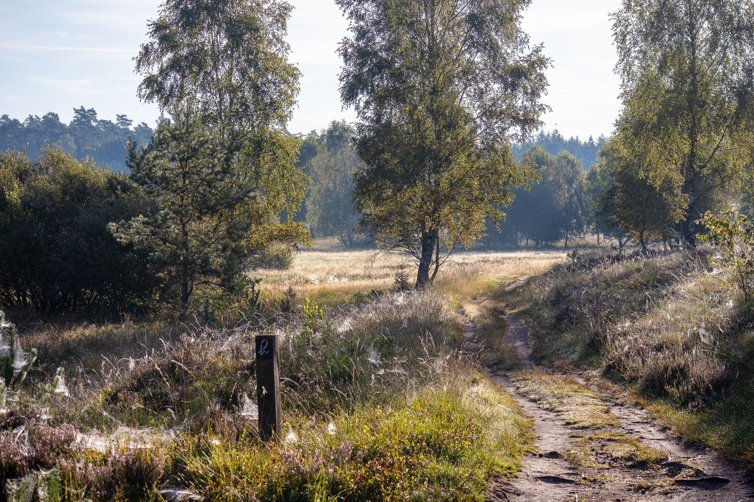 Wanderweg durch die Weseler Heide