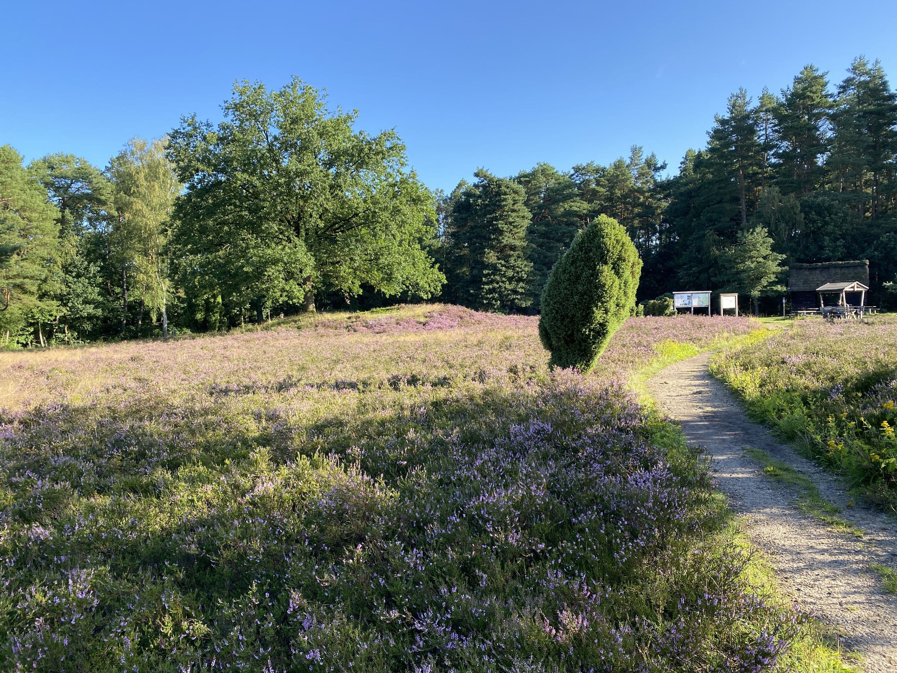 Wandern durch die blühende Heide