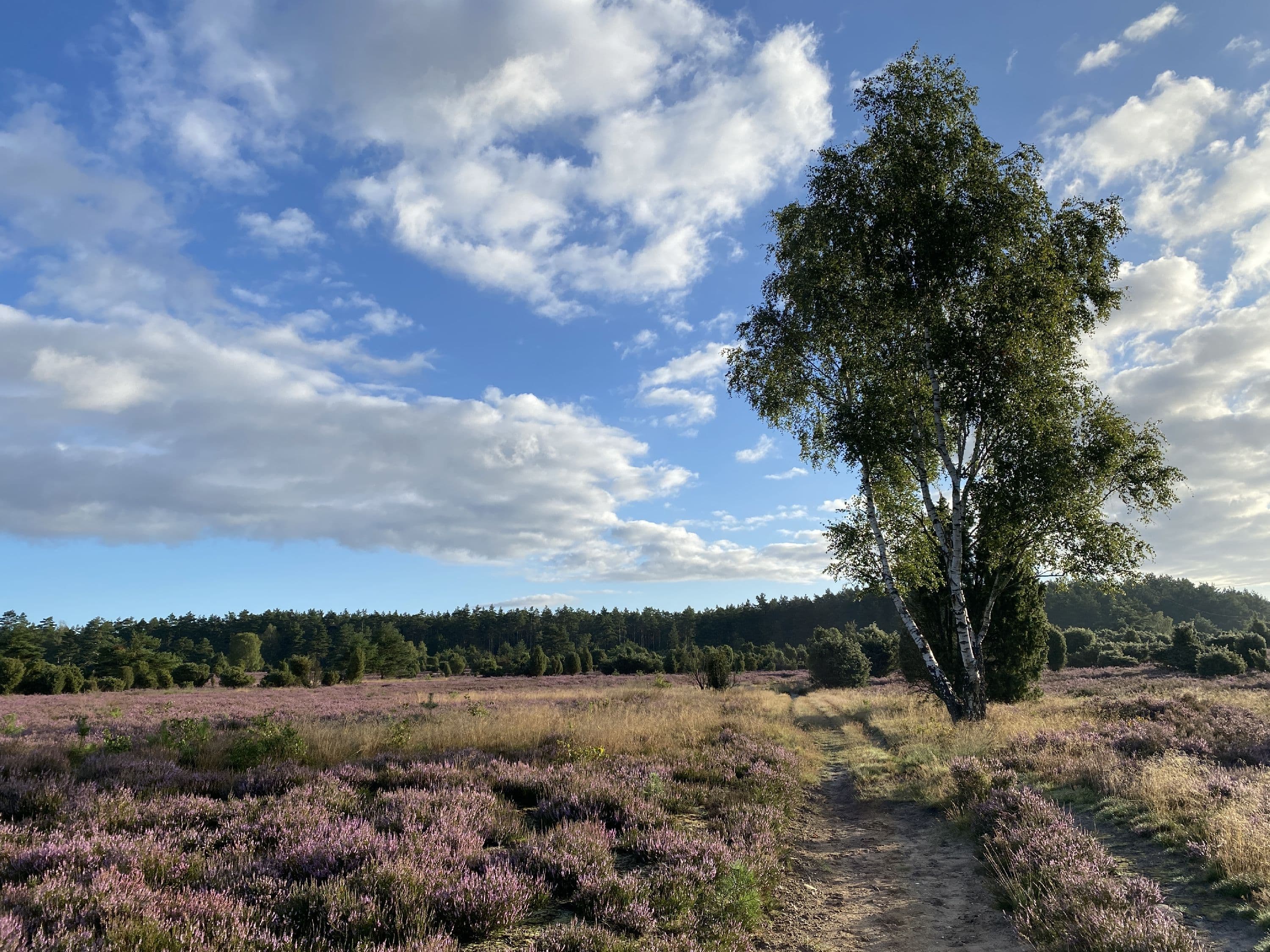 Wanderweg durch die blühende Rehrhofer Heide