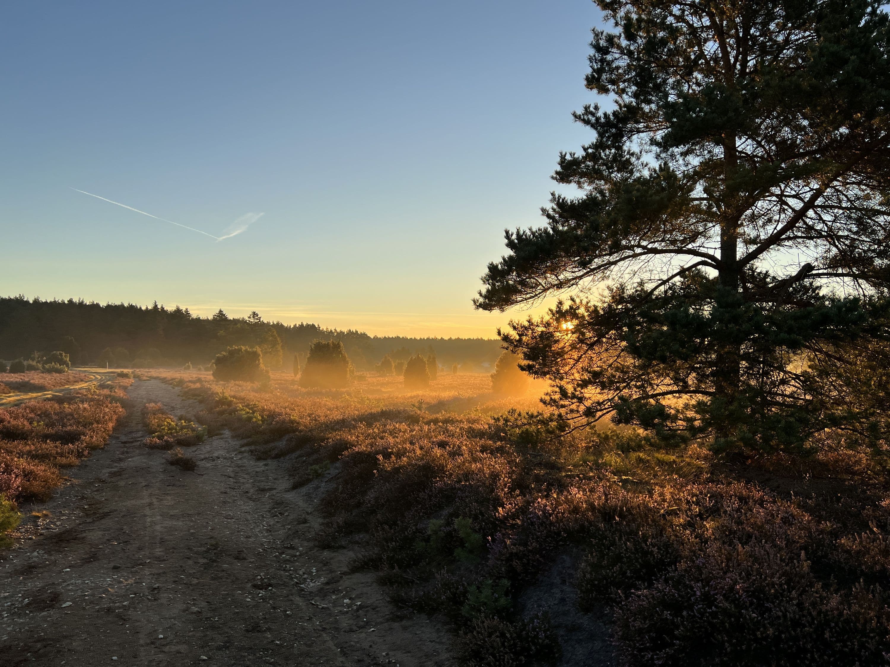 Wandern im Sonnenaufgang durch die blühende Heidefläche