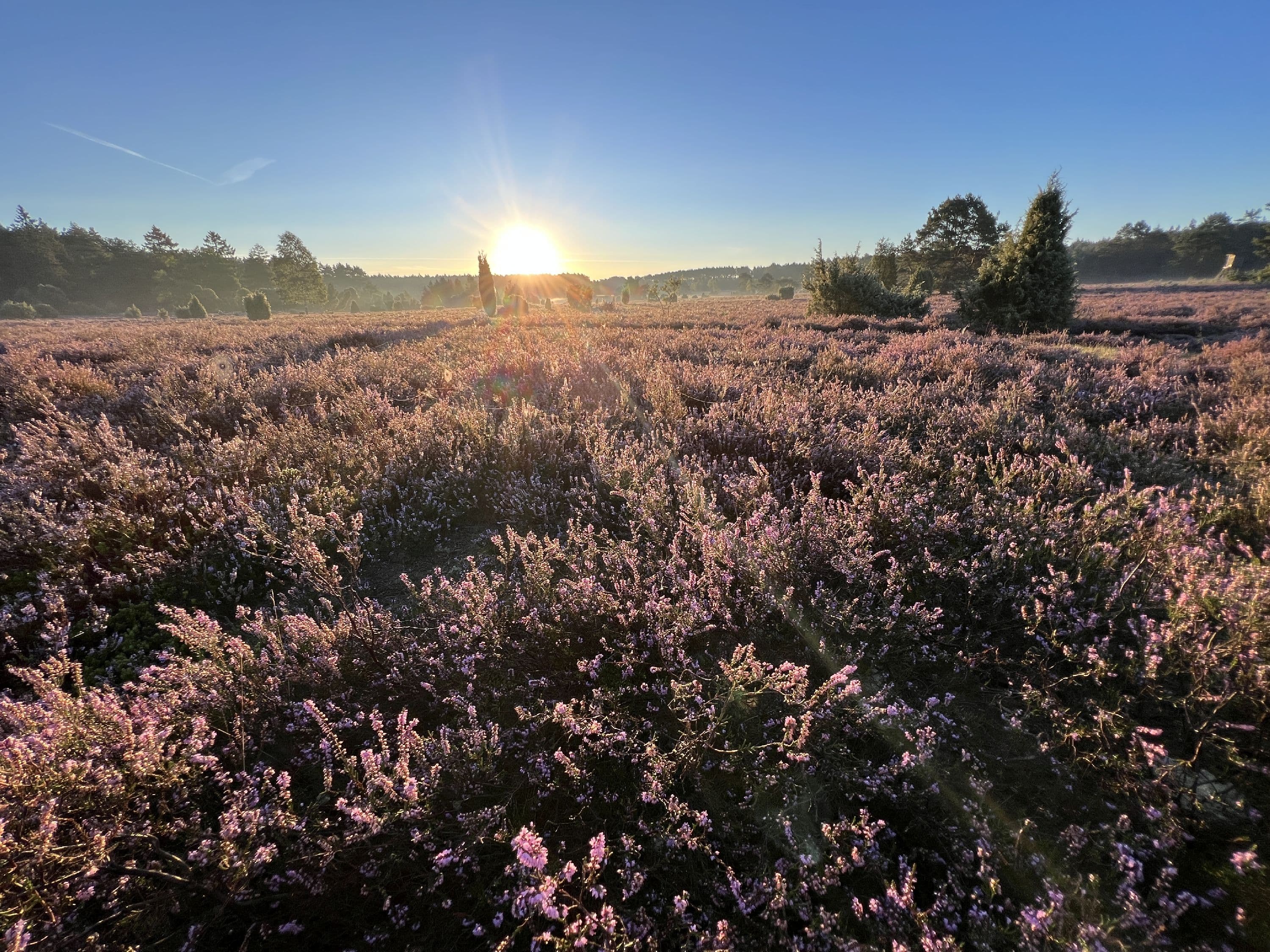 Sonnenaufgang über der Heide am Haußelberg