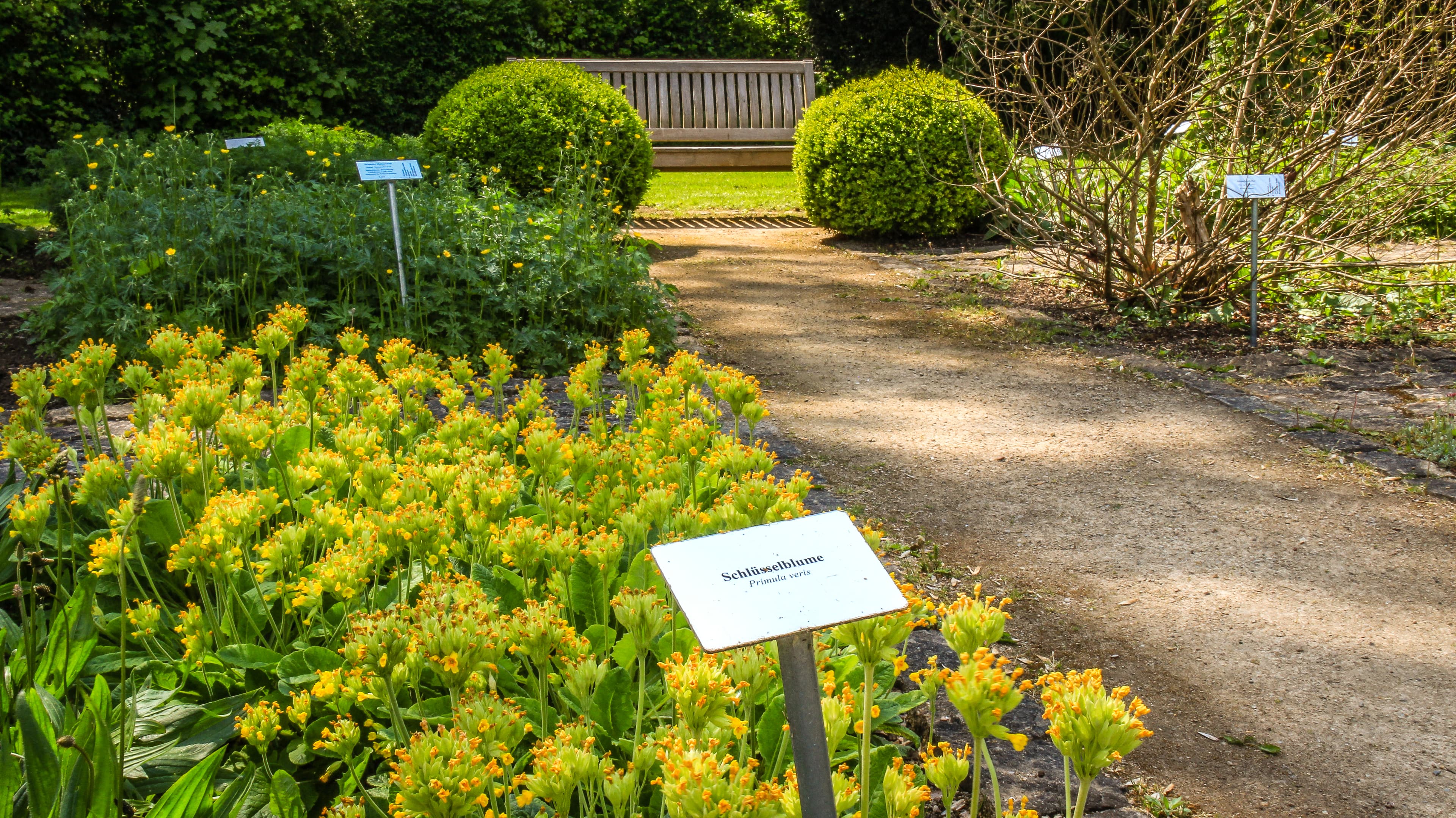 Beet mit schlüsselblumen im heilpflanzengarten
