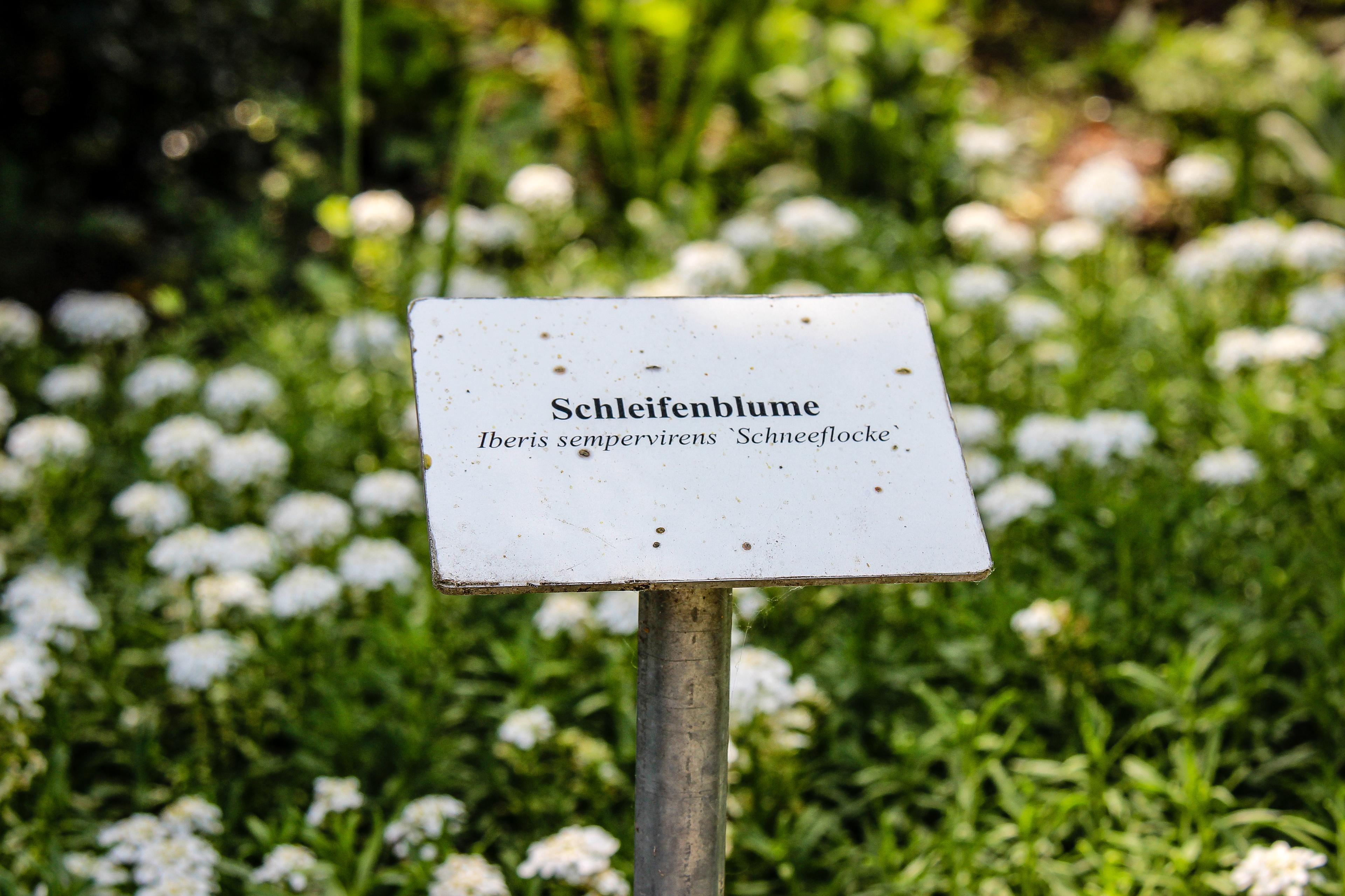 Schleifenblumen im Heilpflanzengarten Celle
