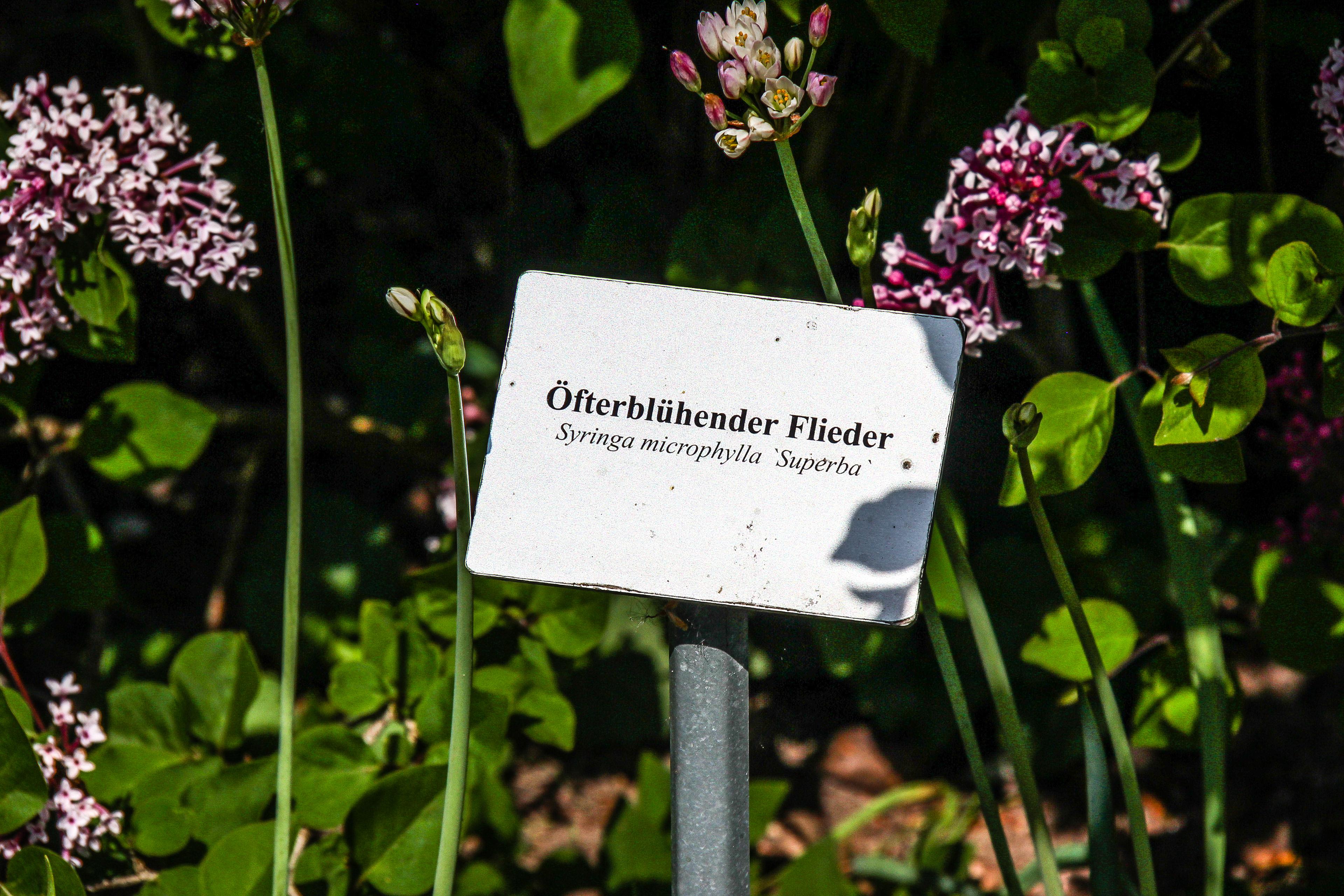 Flieder im Heilpflanzen Garten Celle