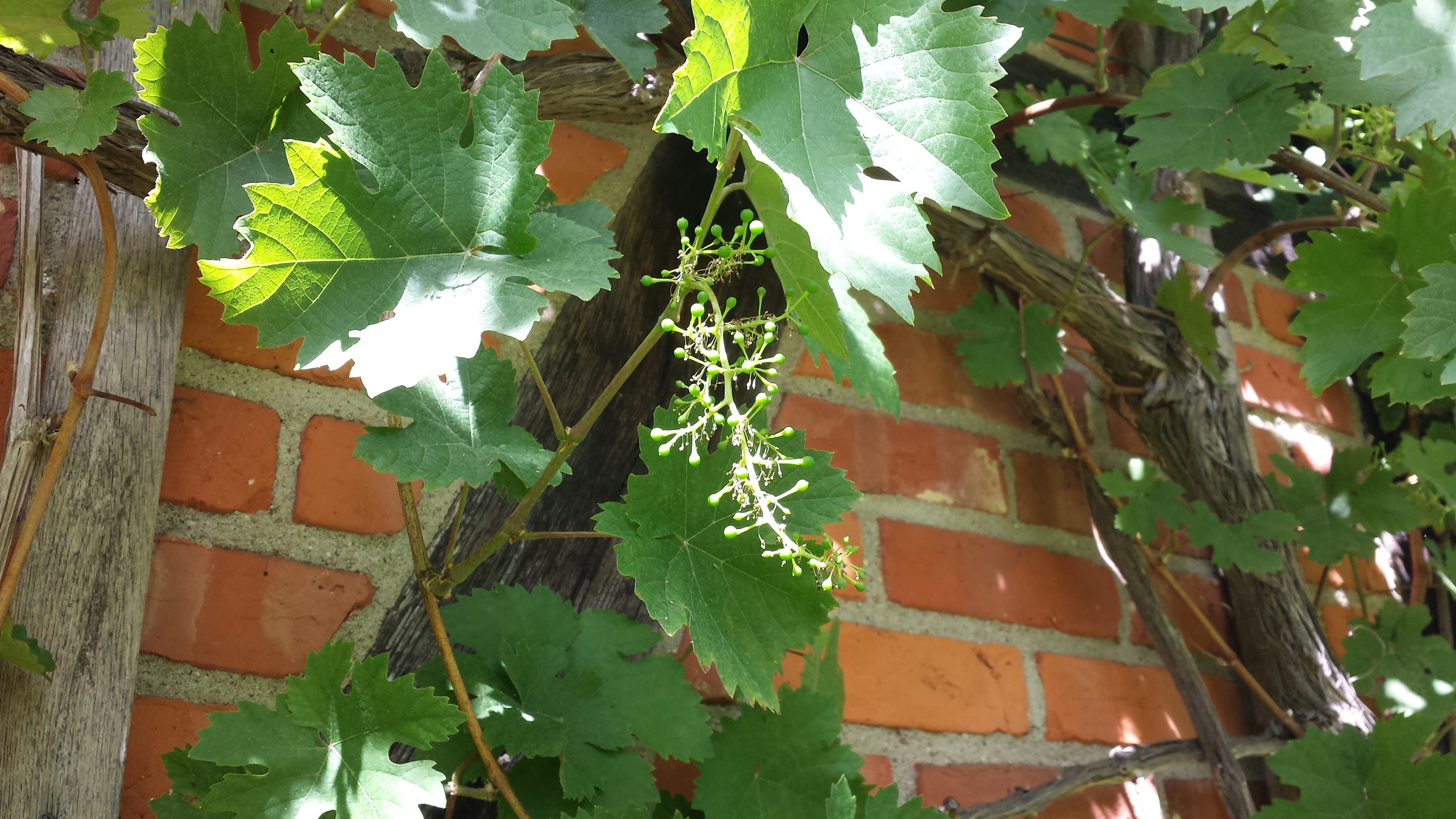 Die Fassade des Heidjerhauses ist mit Efeu und Wein berankt. Die leckeren Weintrauben können Sie gerne naschen.