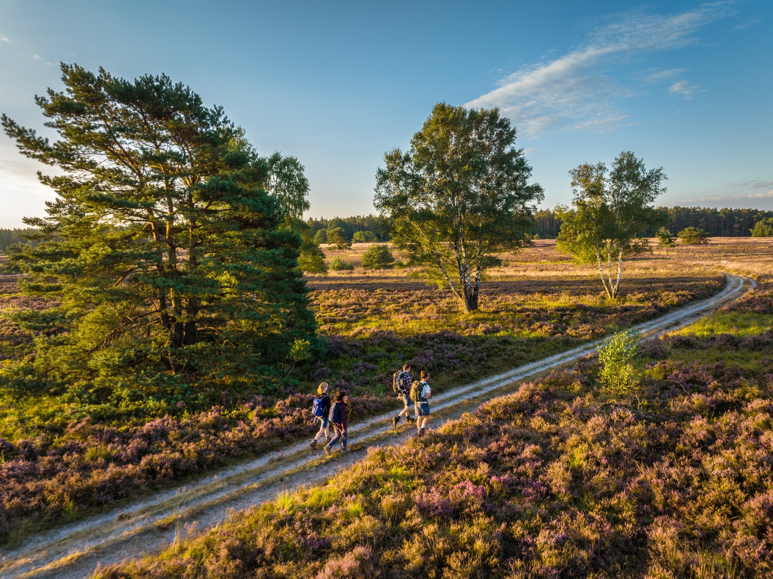 Die Töps Heide bei Hanstedt