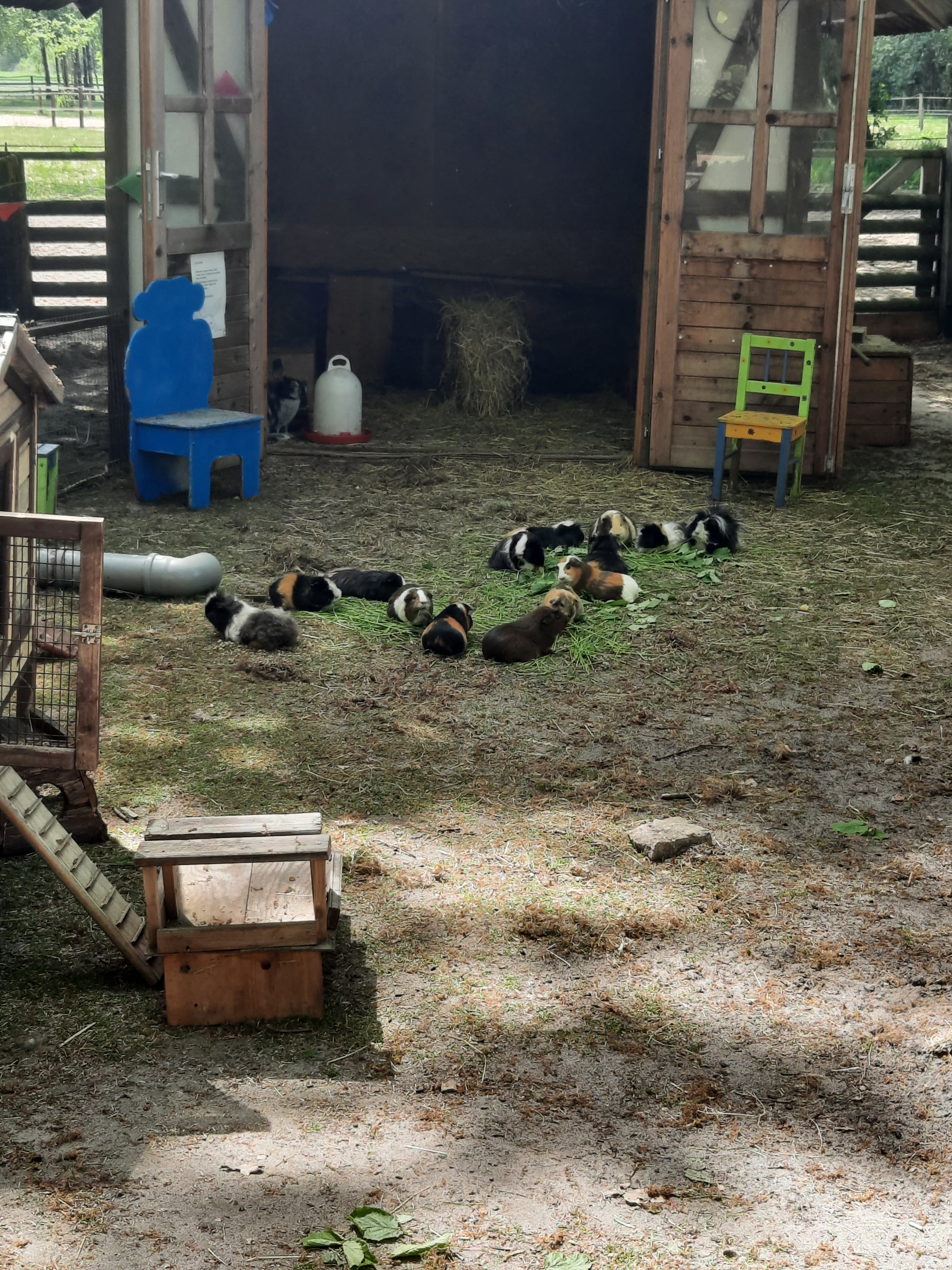 Meerschweinchen vor dem Kleintierhaus