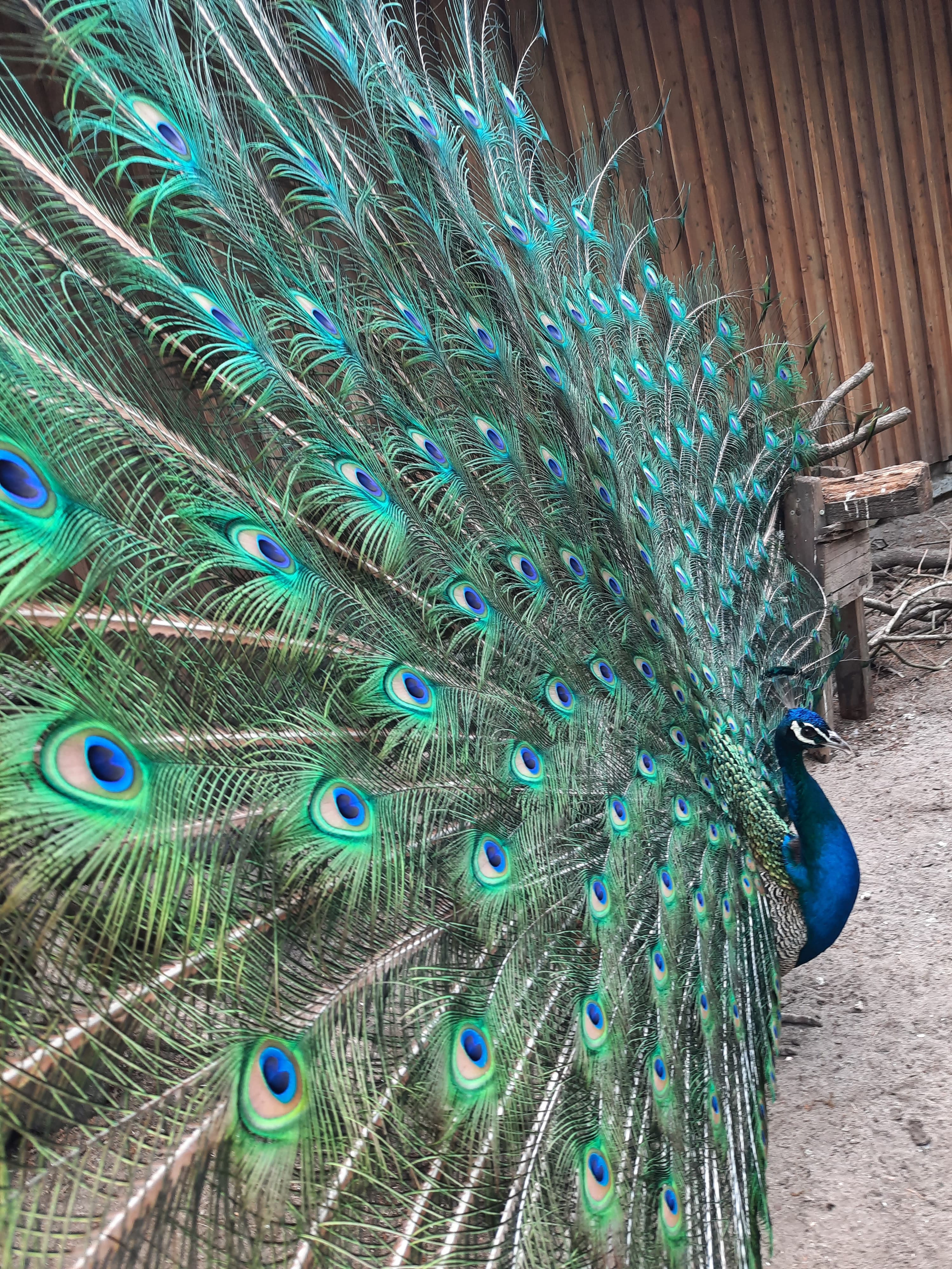 Pfau mit geschlagenem Rad