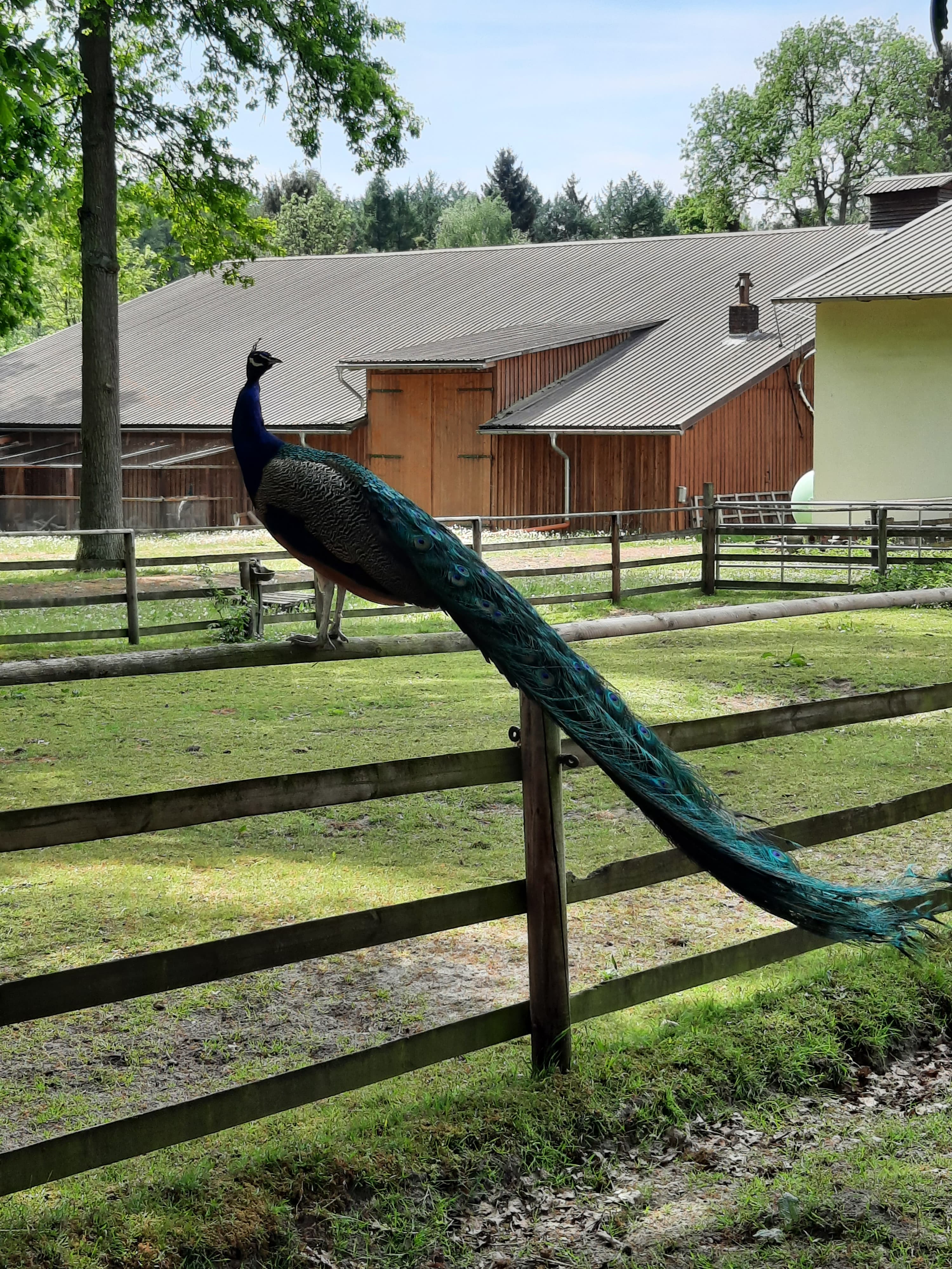 Pfau auf dem Gastpaddock Zaun