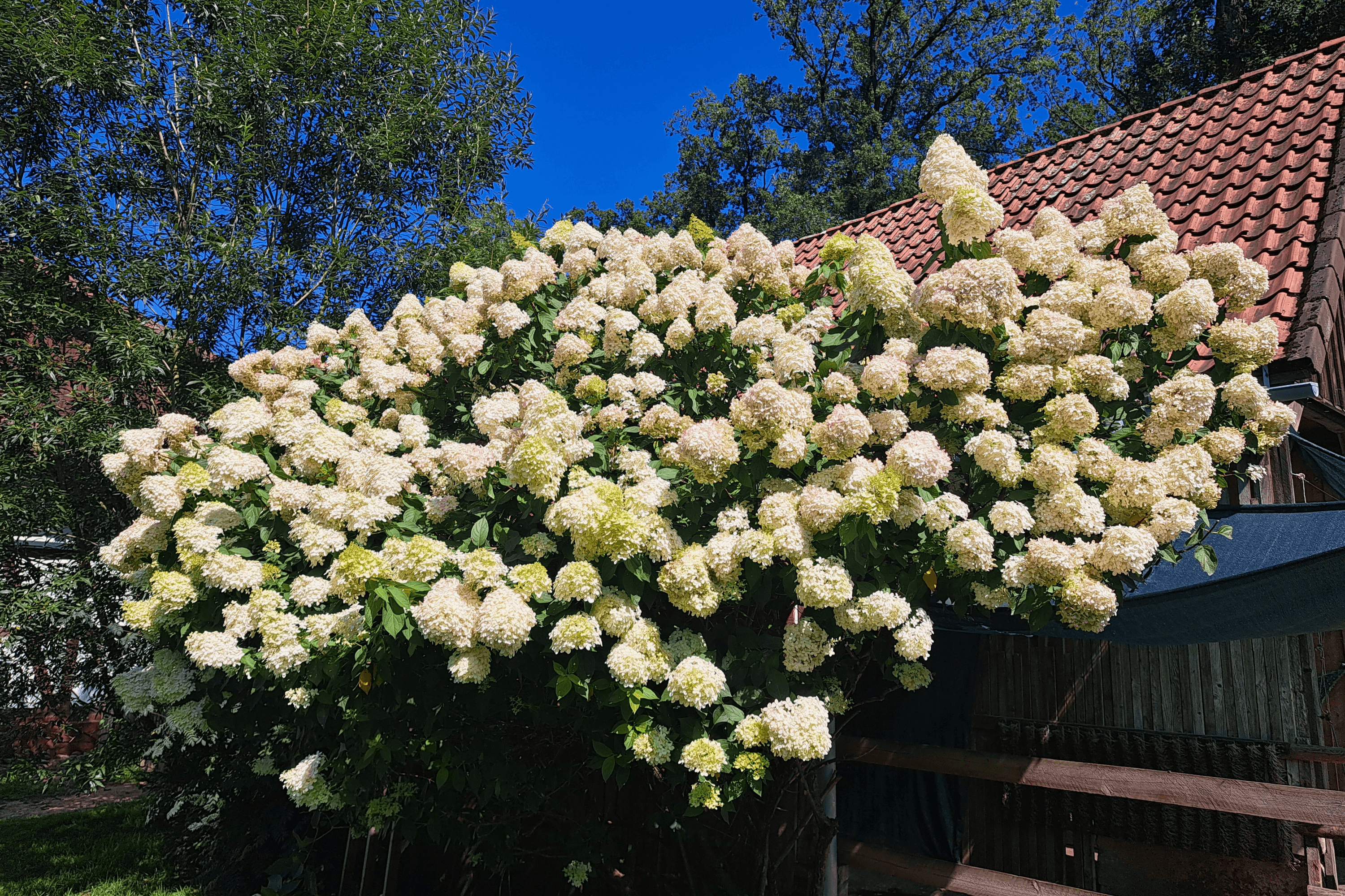 Rispen Hortensie auf dem Ferienhof Meyer