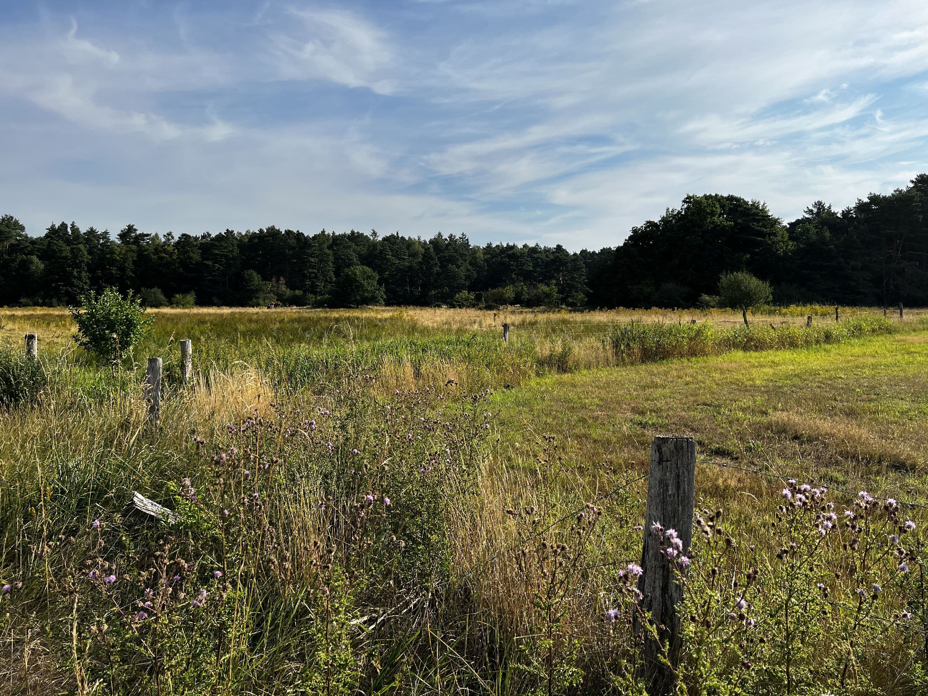 An der Hornbosteler Hutweide