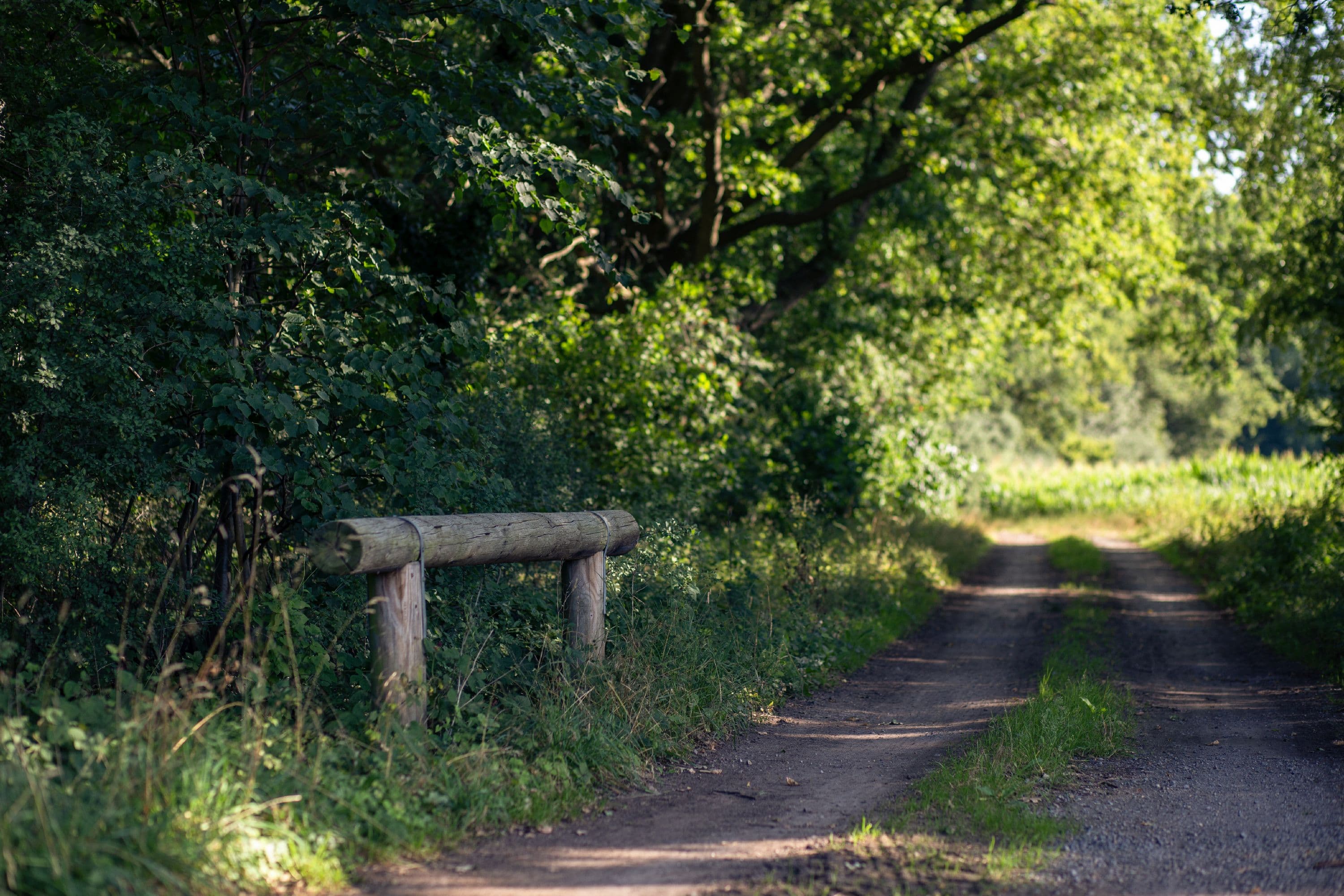 Auf dem Aller-Radweg bei Wietze