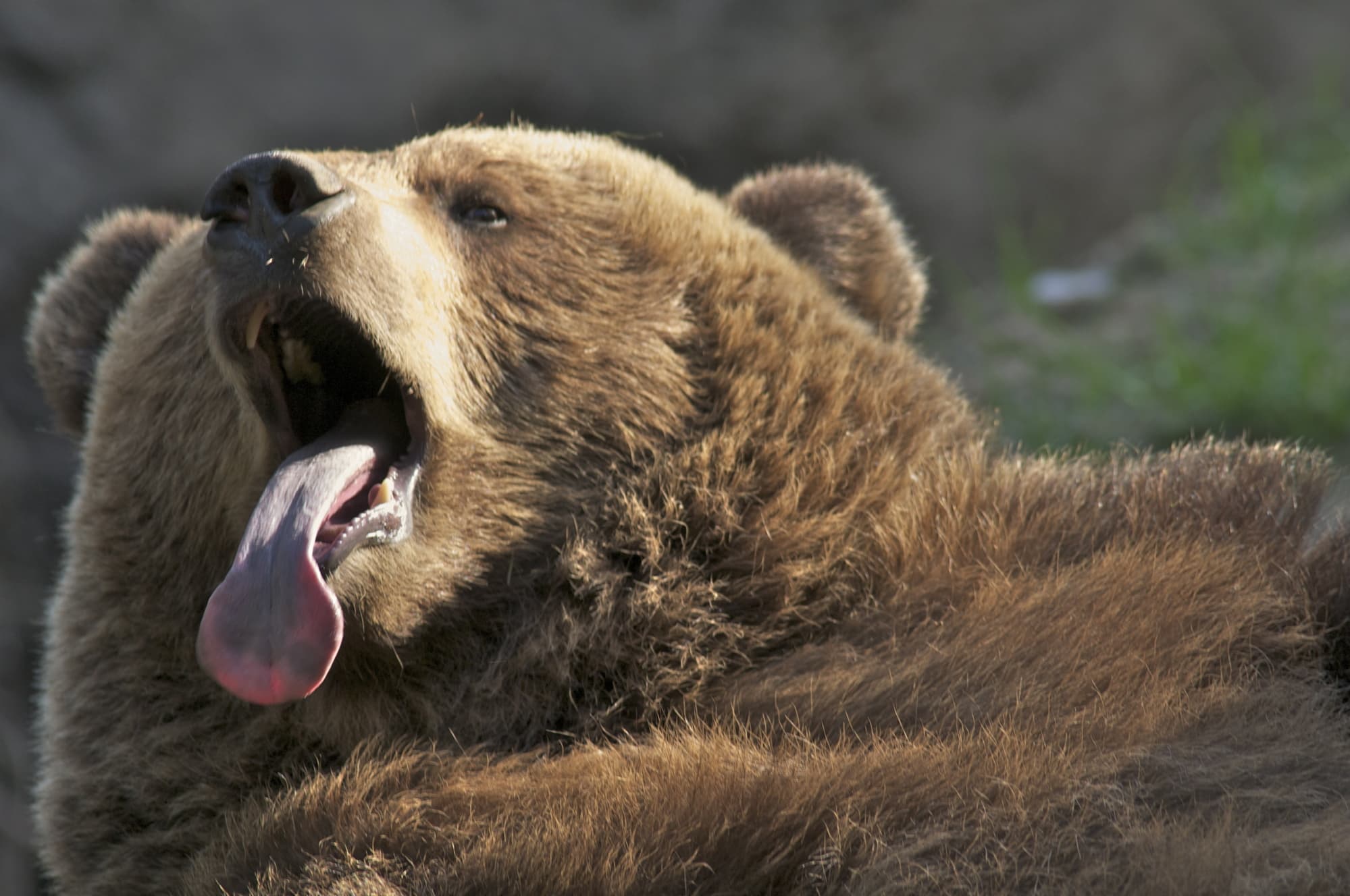 Braunbär im Wildpark Schwarze Berge