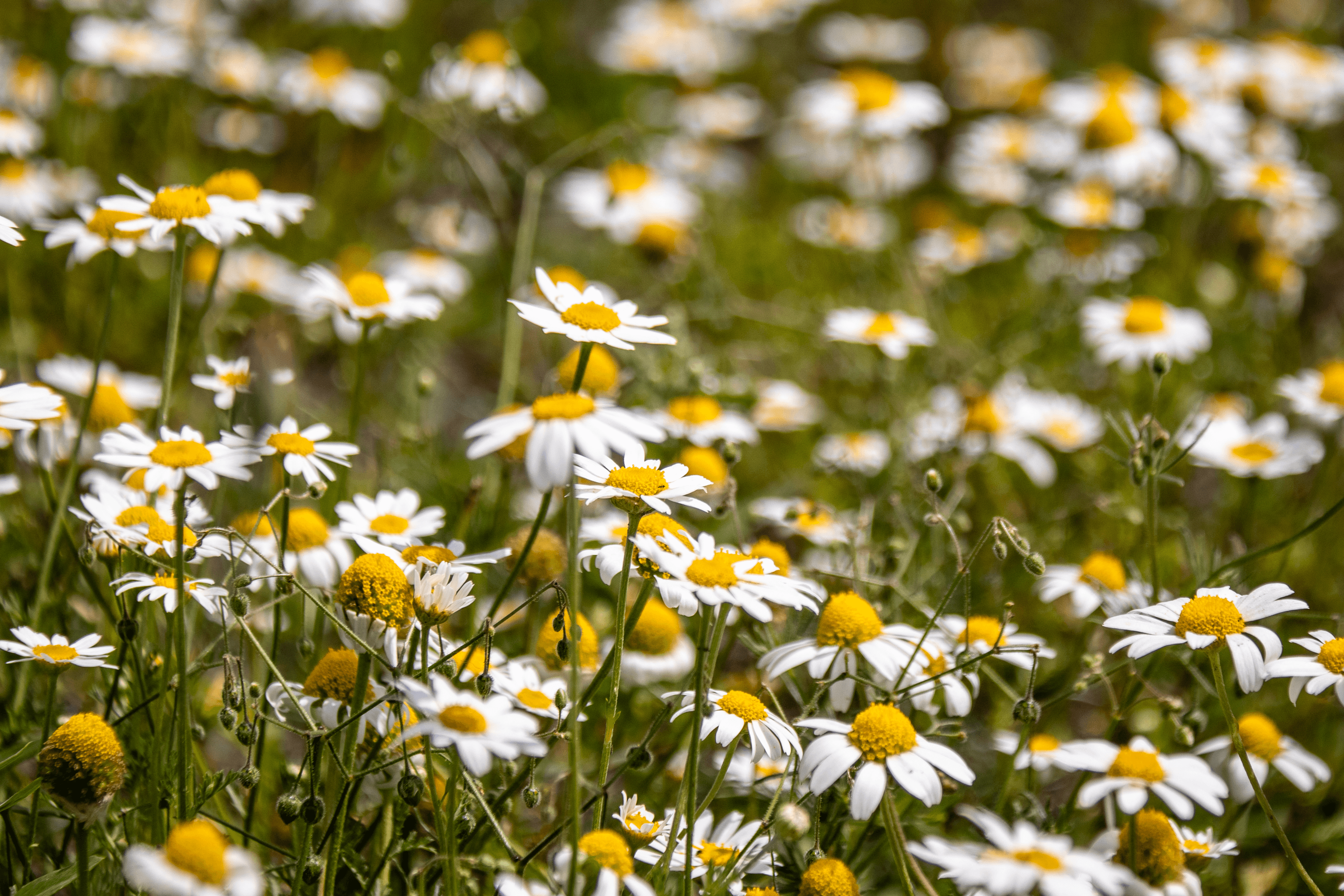 Kamille in der Lüneburger Heide