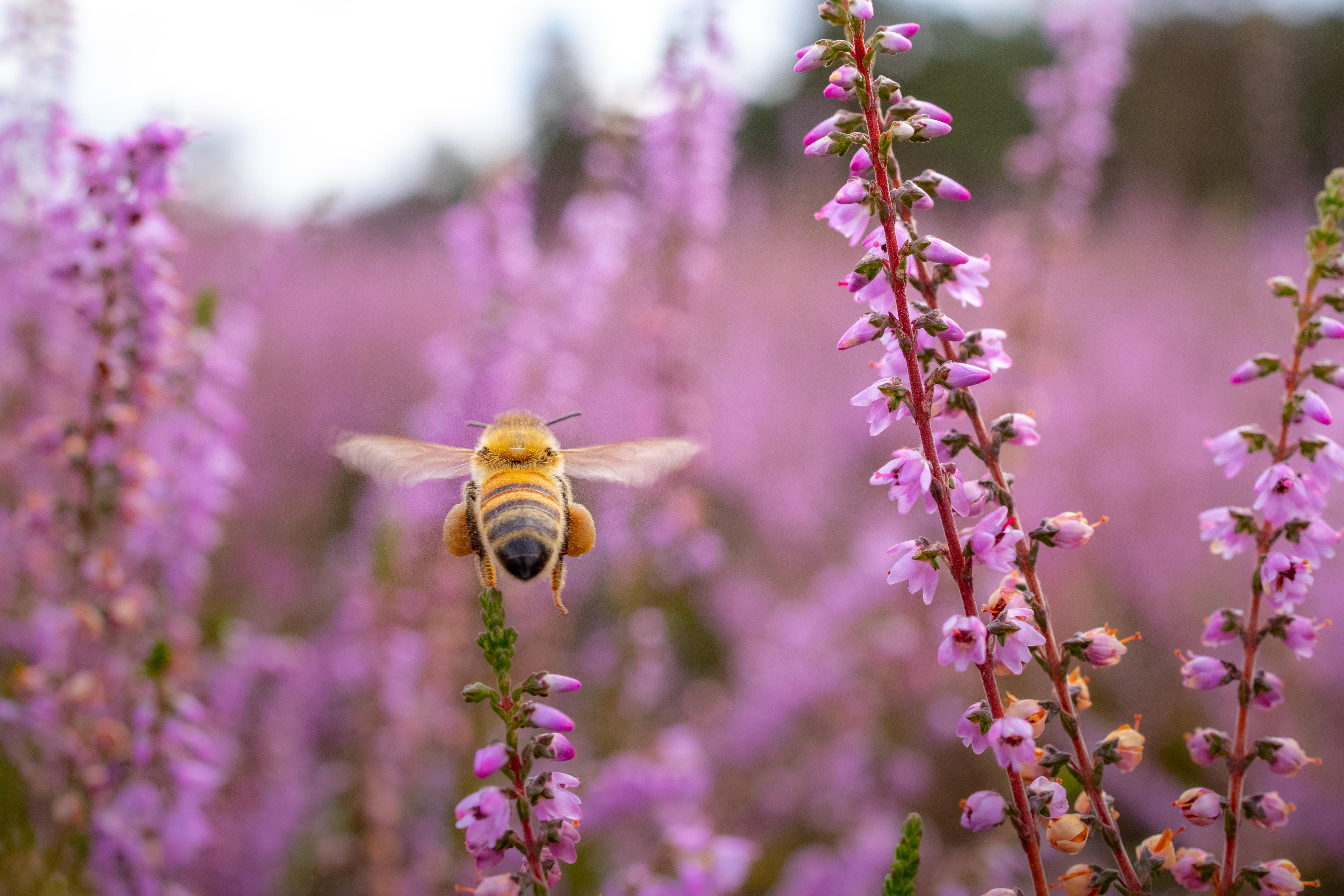 Die faszinierende Welt der Bienen: Eine exklusive Führung im Bieneninstitut Celle
