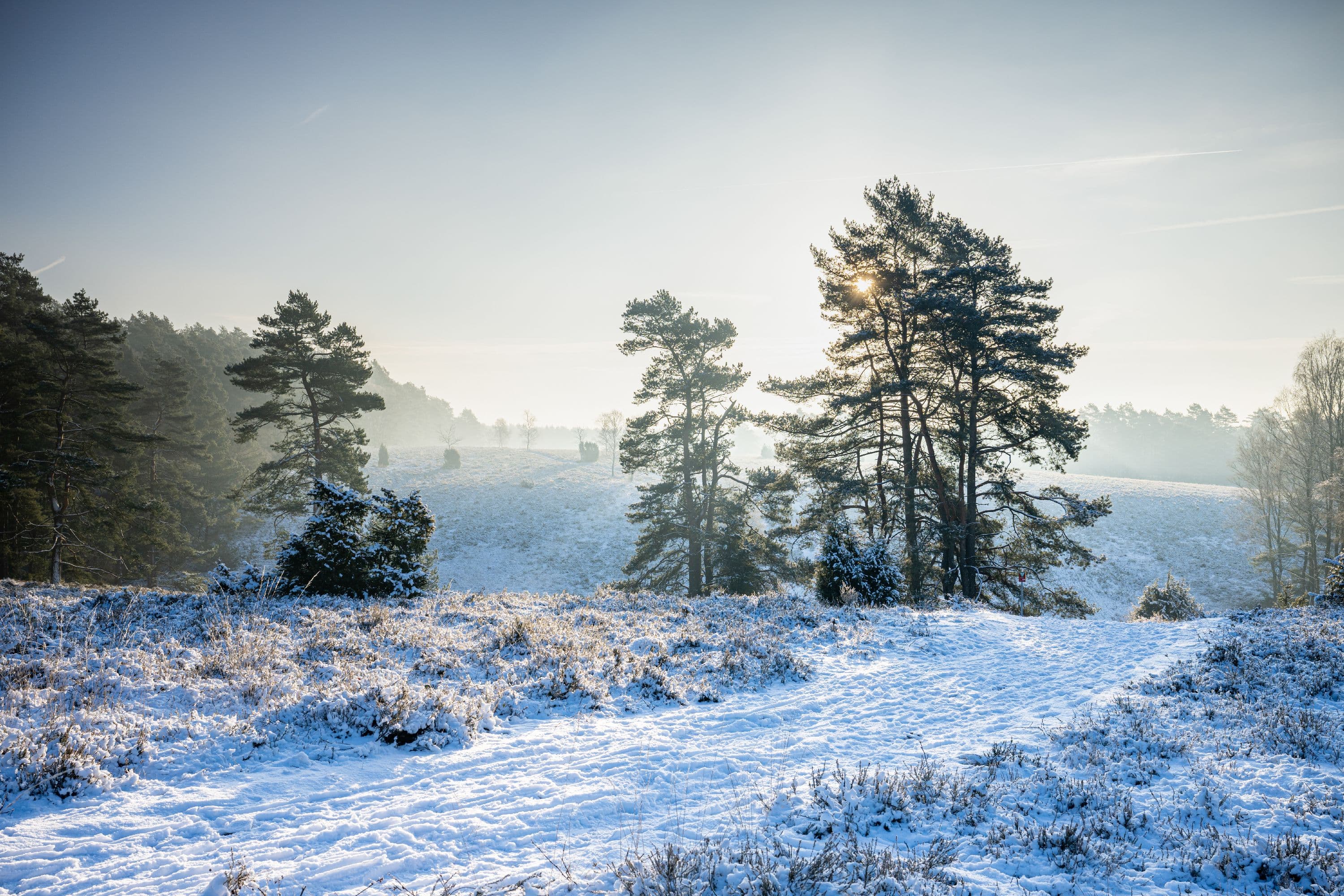 Verschneite Heide im Tiefental