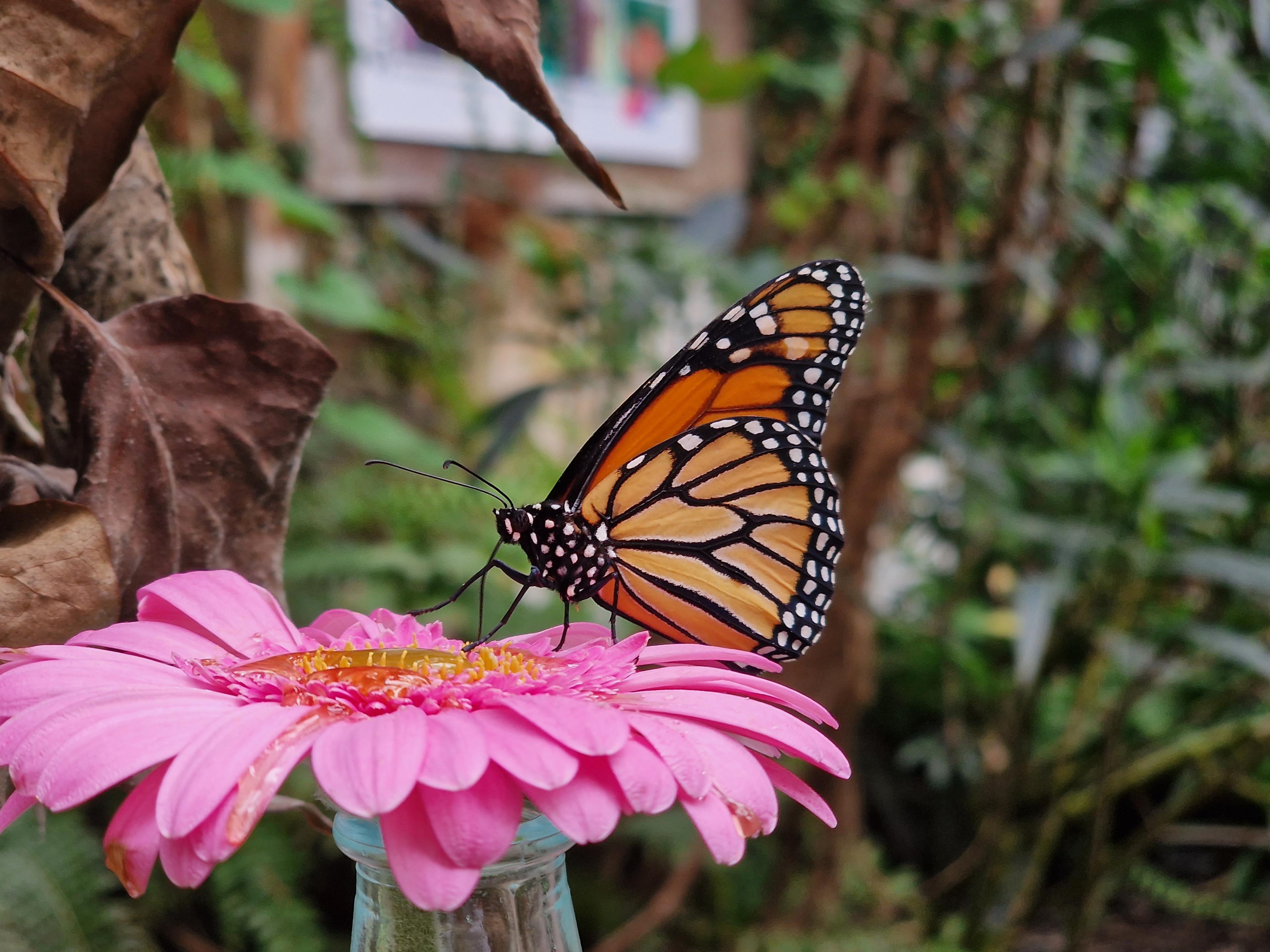 Monarchfalter im ALARIS Schmetterlingspark Buchholz