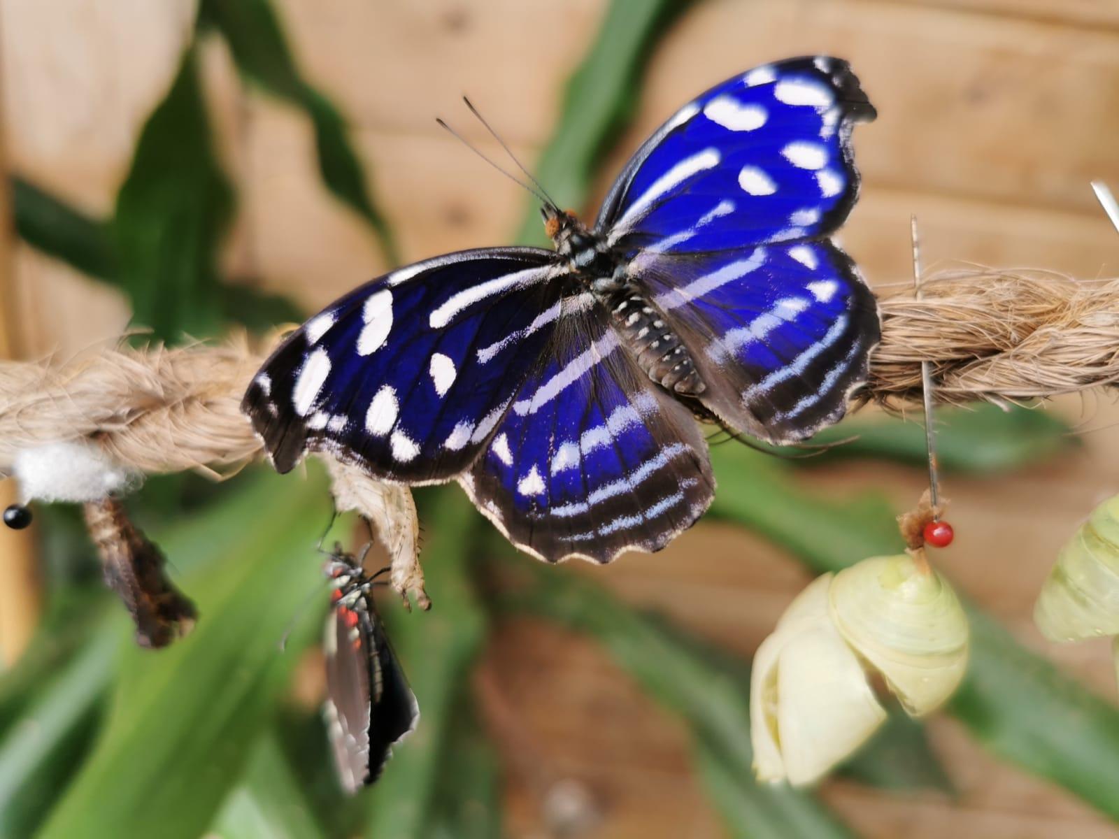 Buchholz in der Nordheide: Alaris Butterfly Park