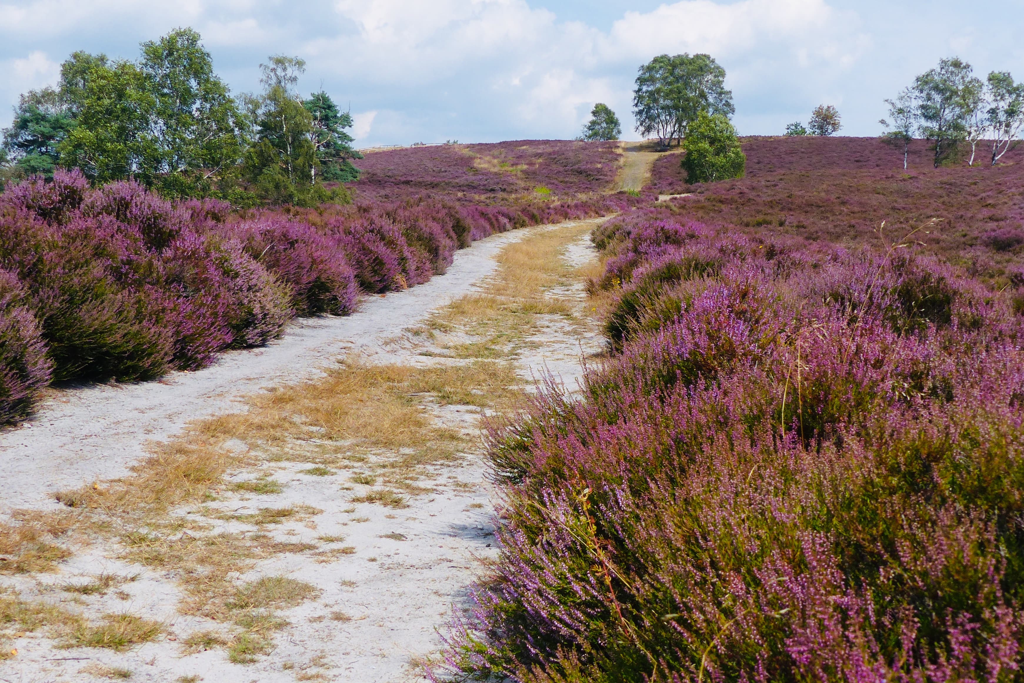 Der Brunsberg im August zur Heideblüte