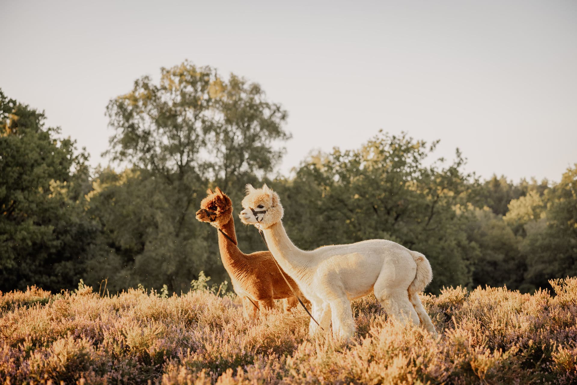 Alpakawanderung Lüneburger Heide