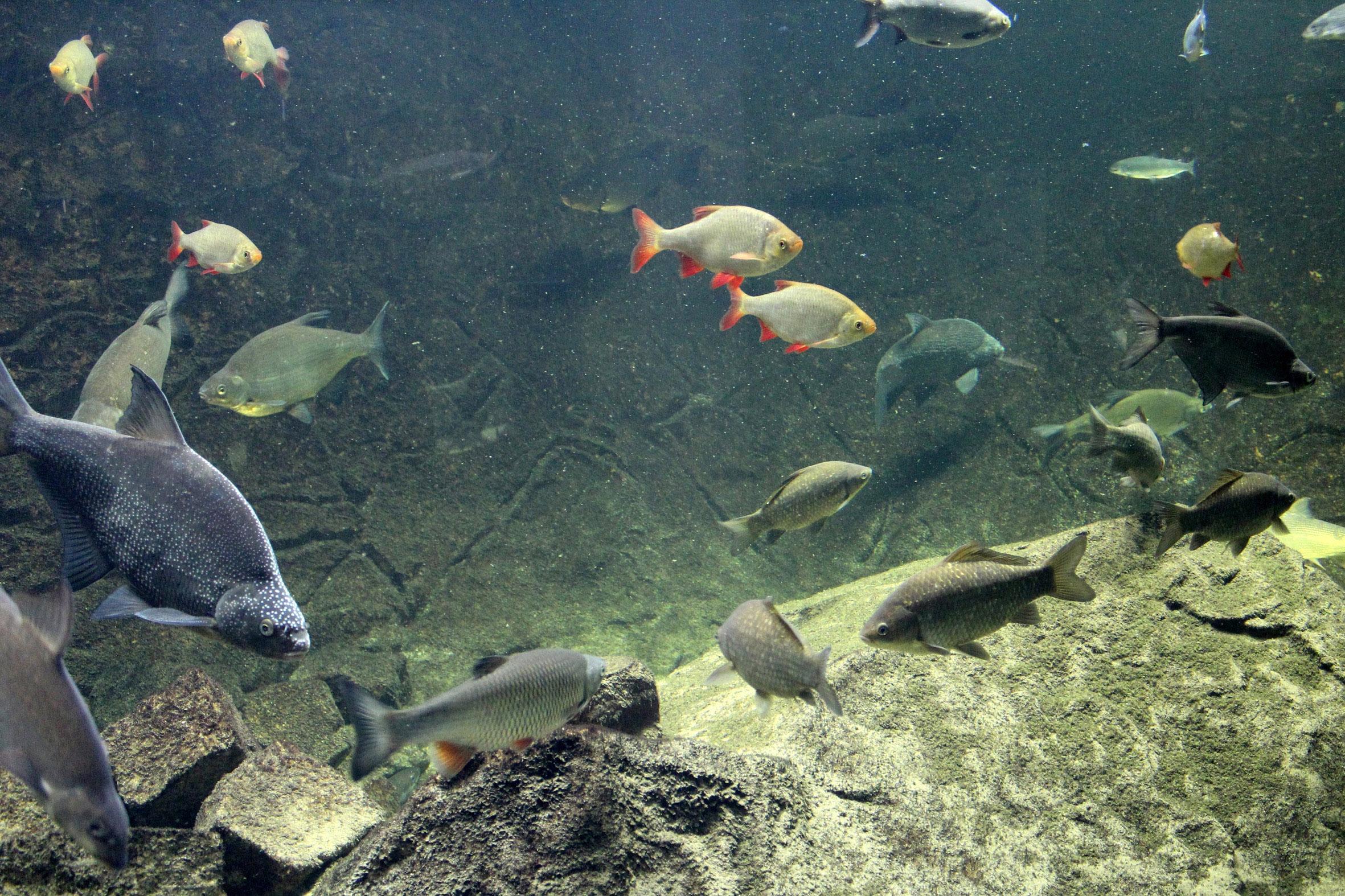 Biospherium Elbtalaue - Biber und Elbfische live erleben