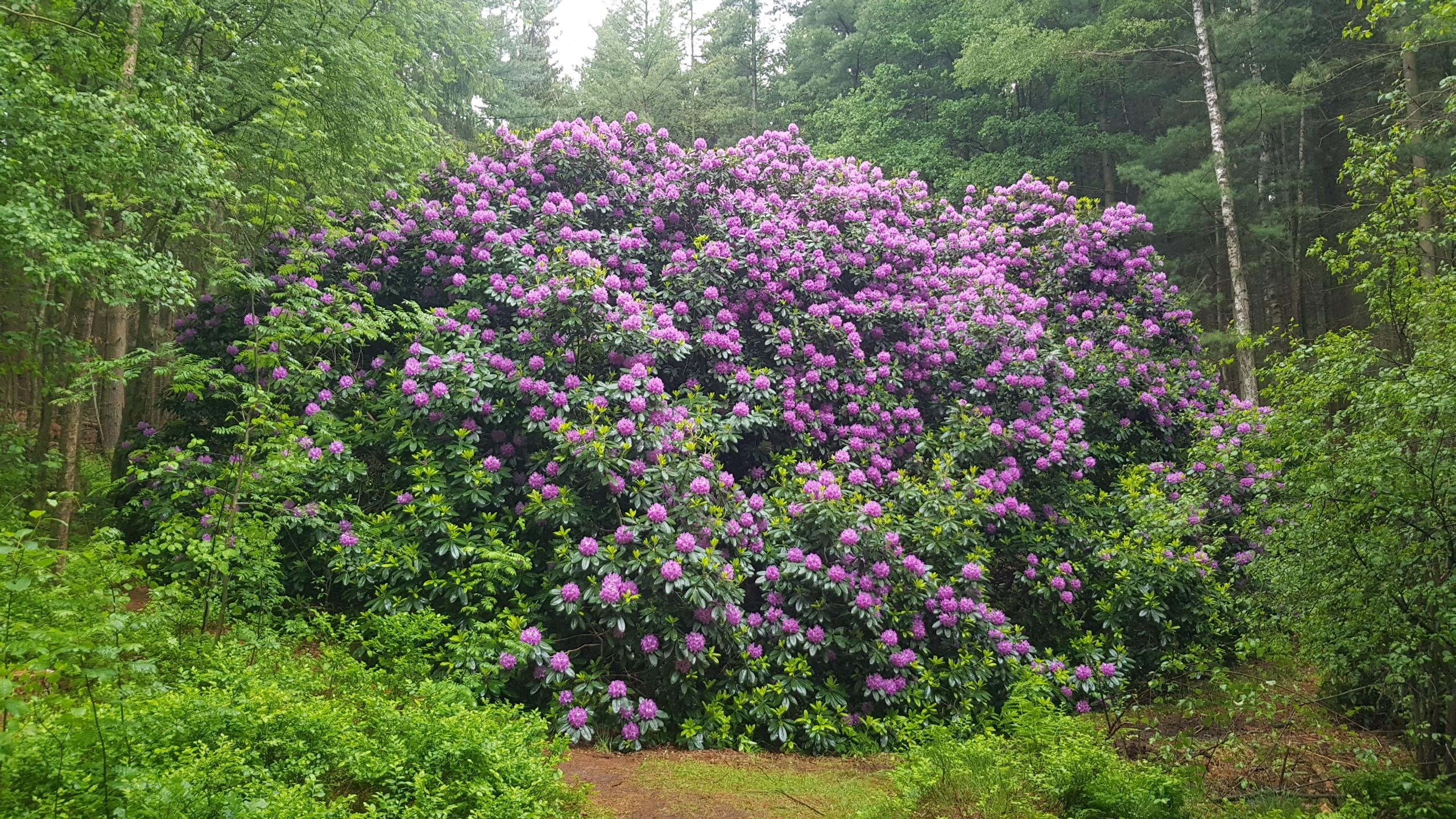 Ollsen - 100 jähriger Rhododendron