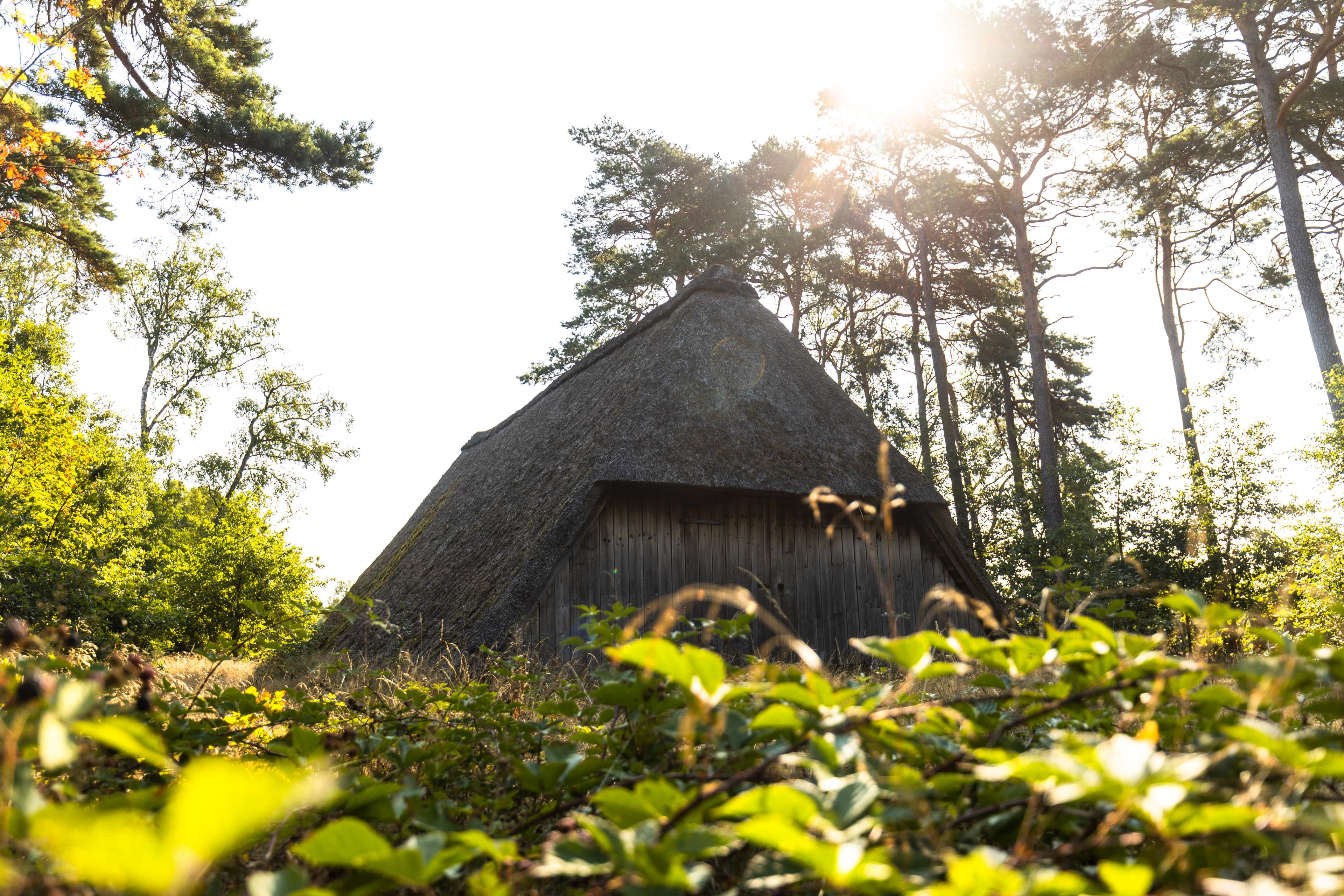 Schafstall in der Behringer Heide zur Heideblüte