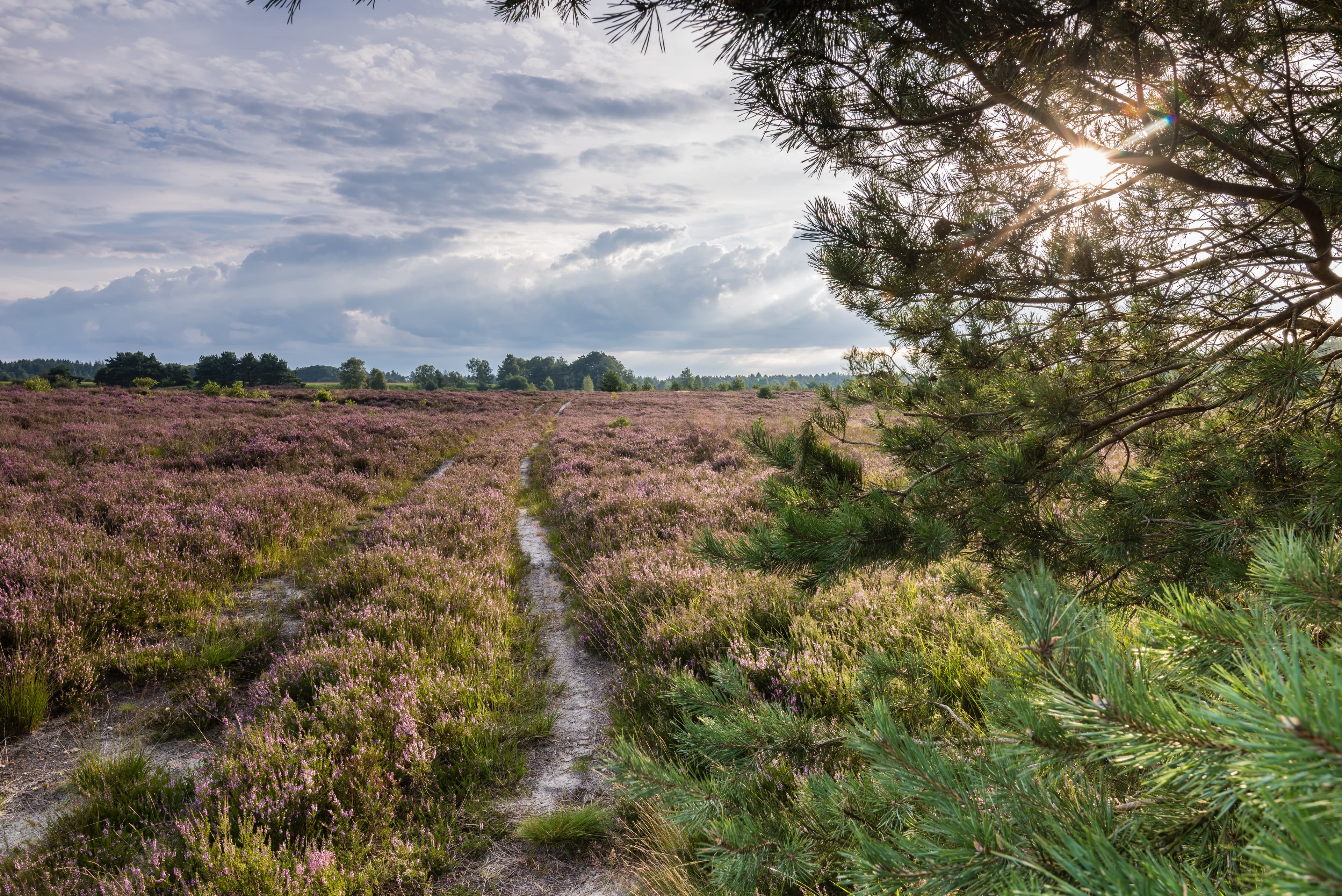 Behringer Heide zur Heideblüte