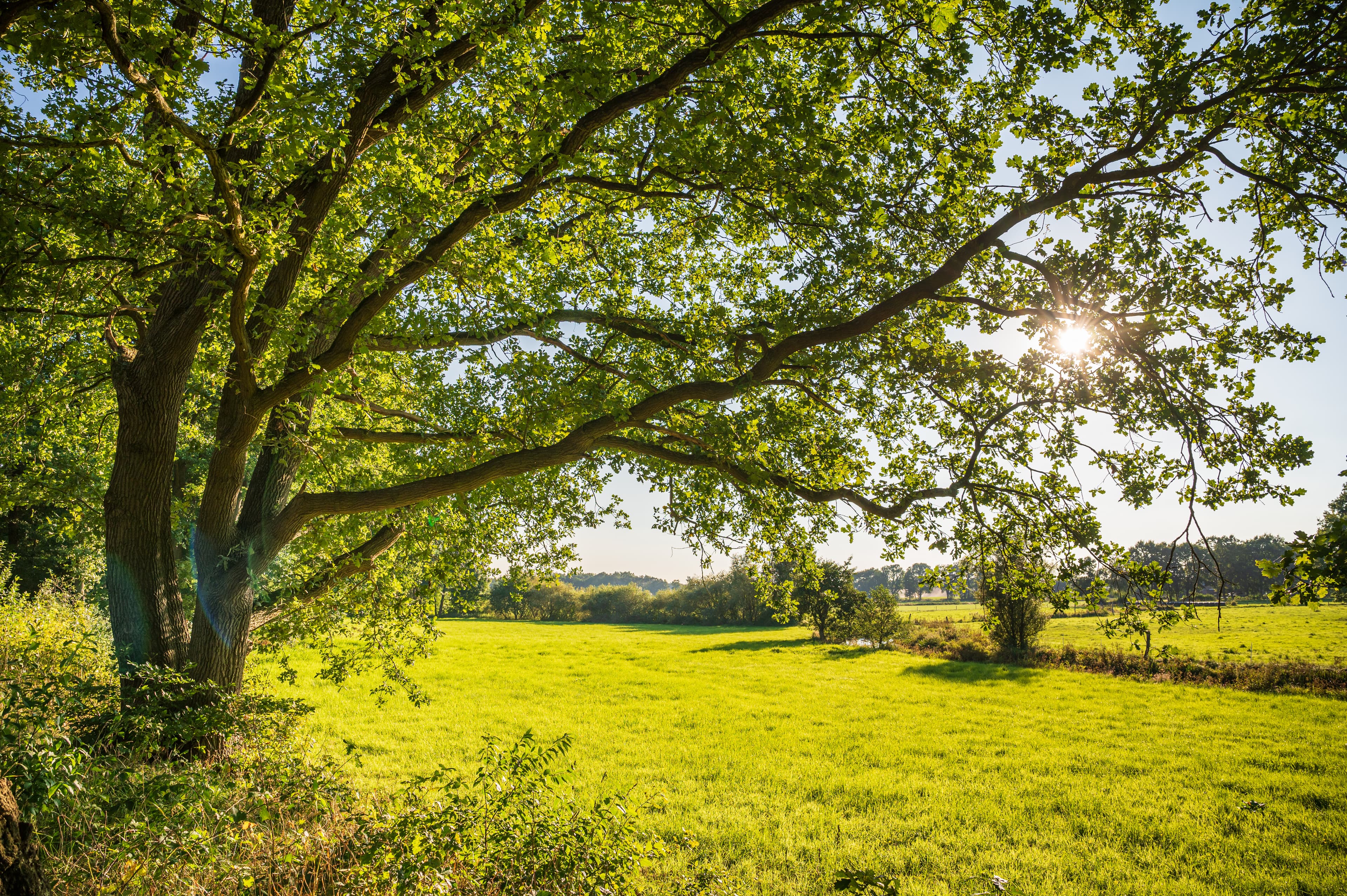 Wiese bei Eversen
