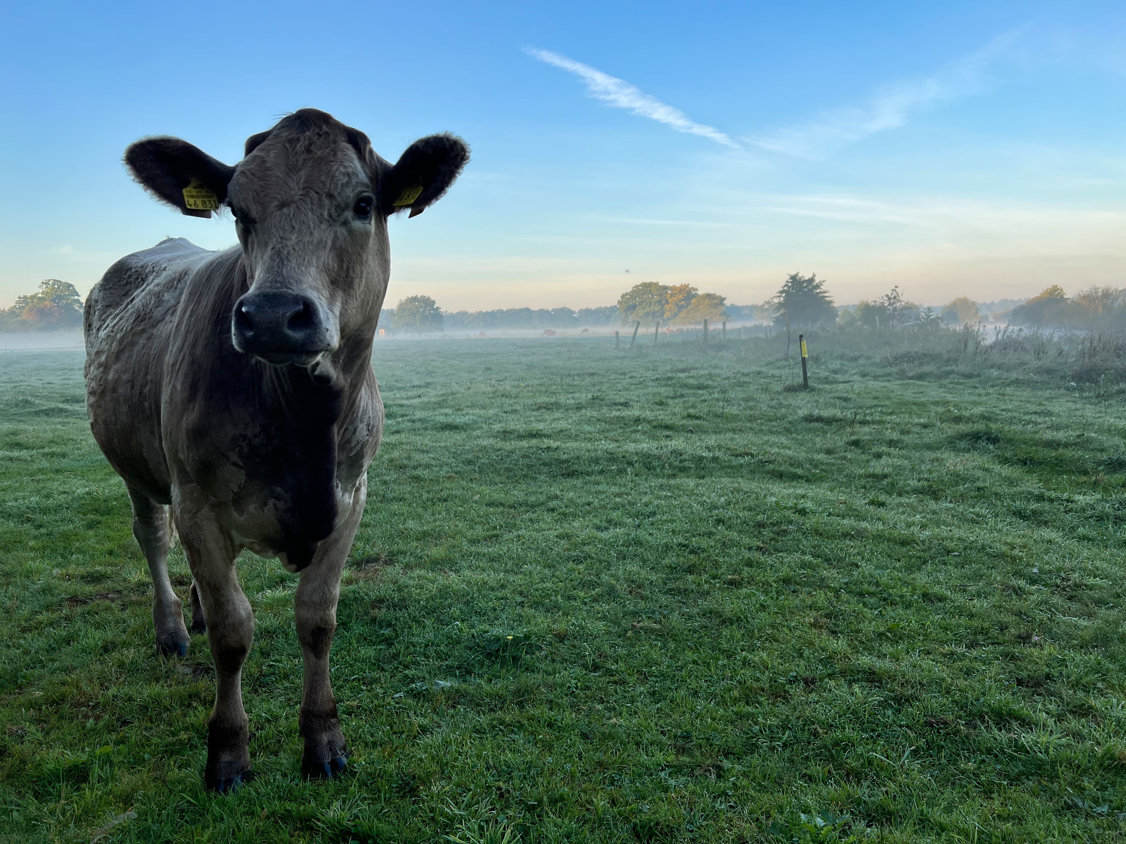 Hornbosteler Hutweide