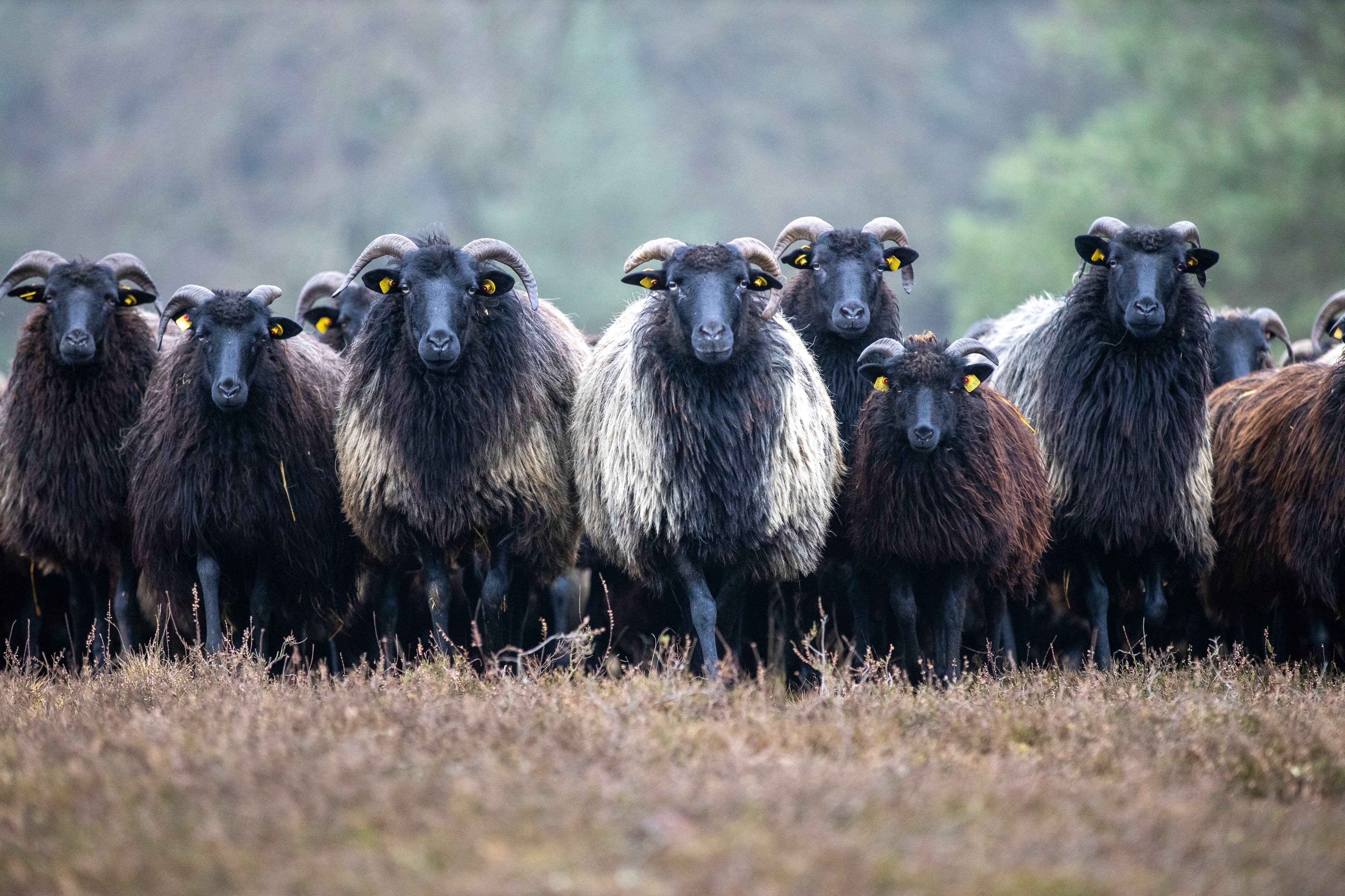 Heidschnuckenherde in Niederohe bei Faßberg