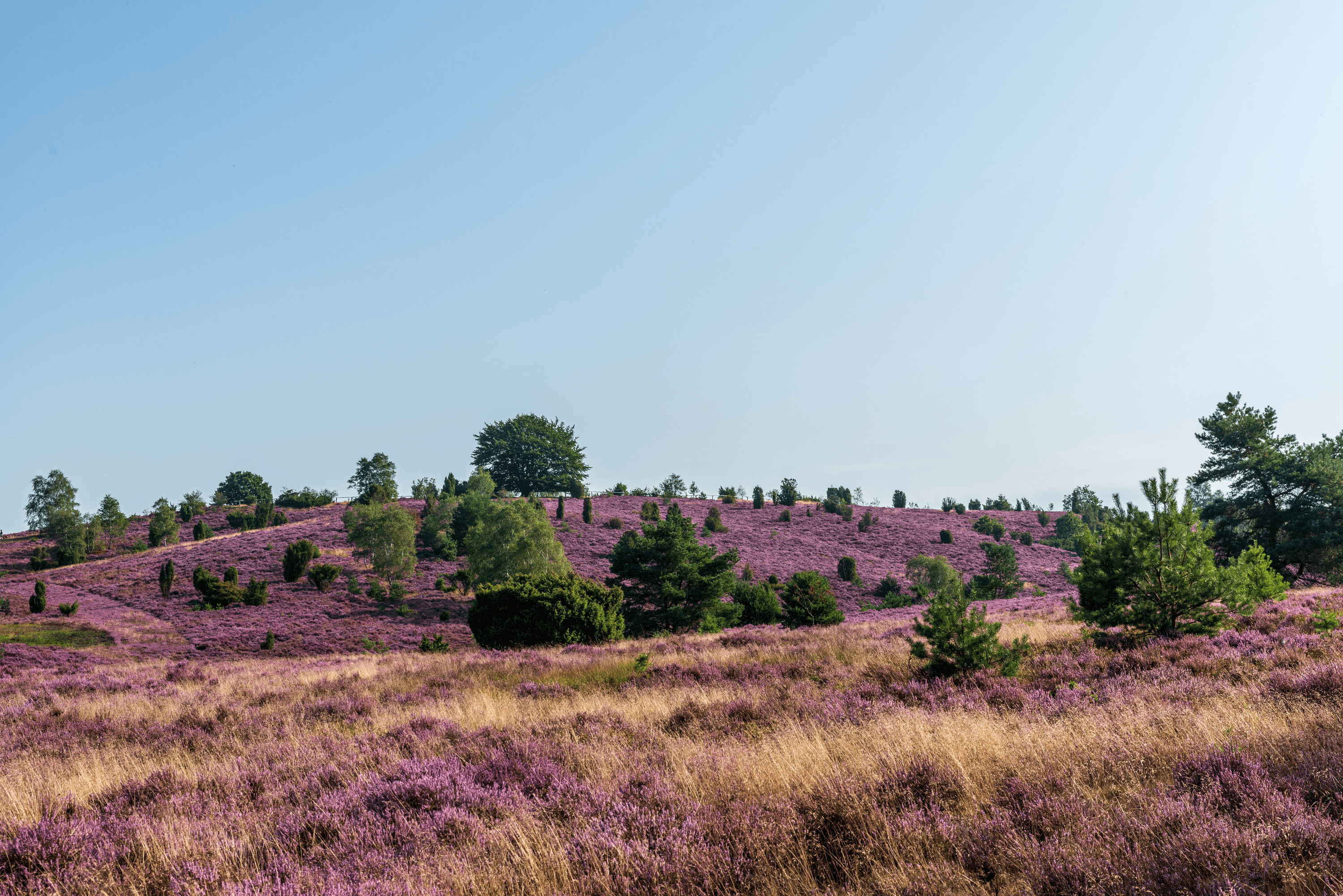 Wege zum Wilseder Berg