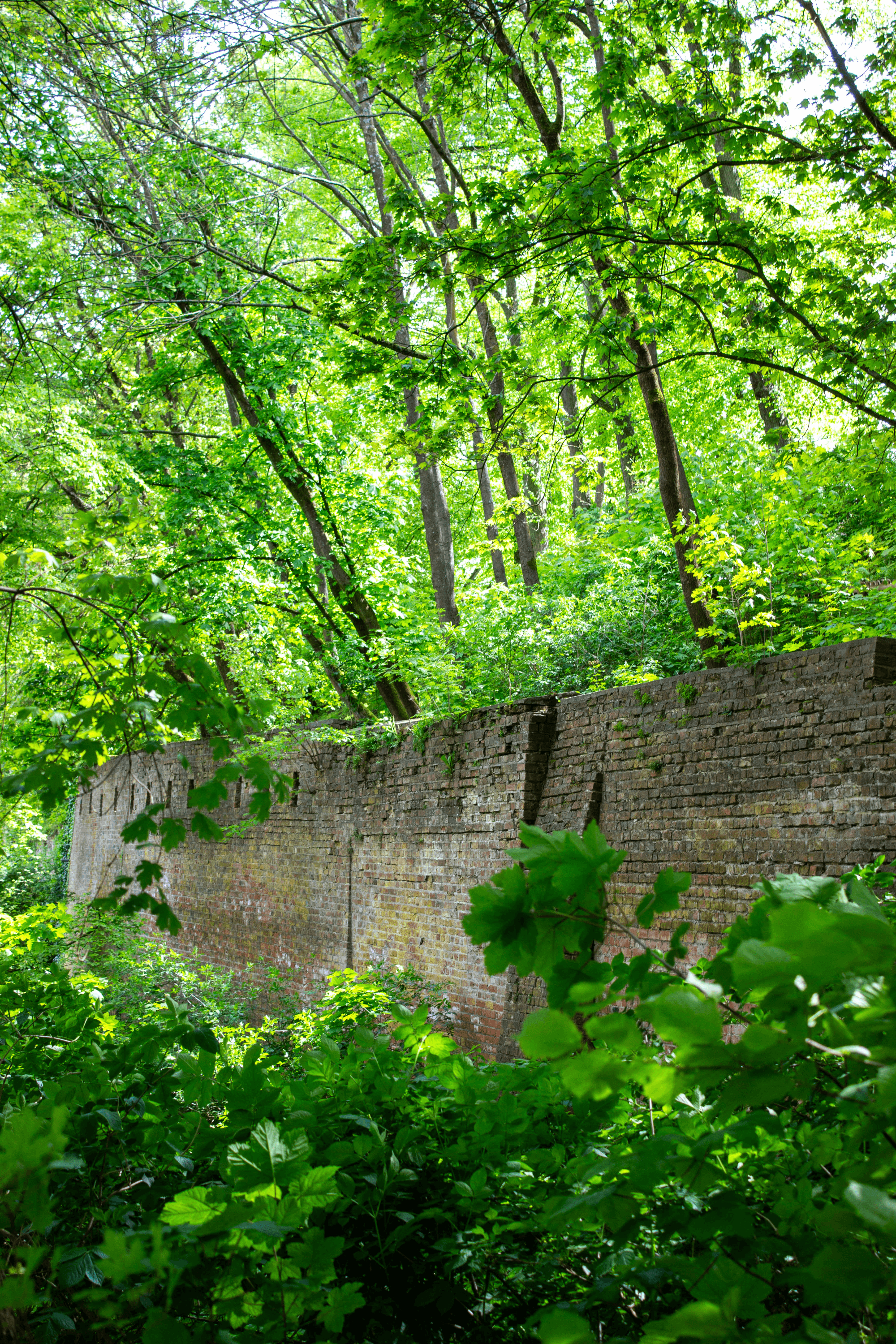 Lüneburger Stadtmauer im Liebesgrund