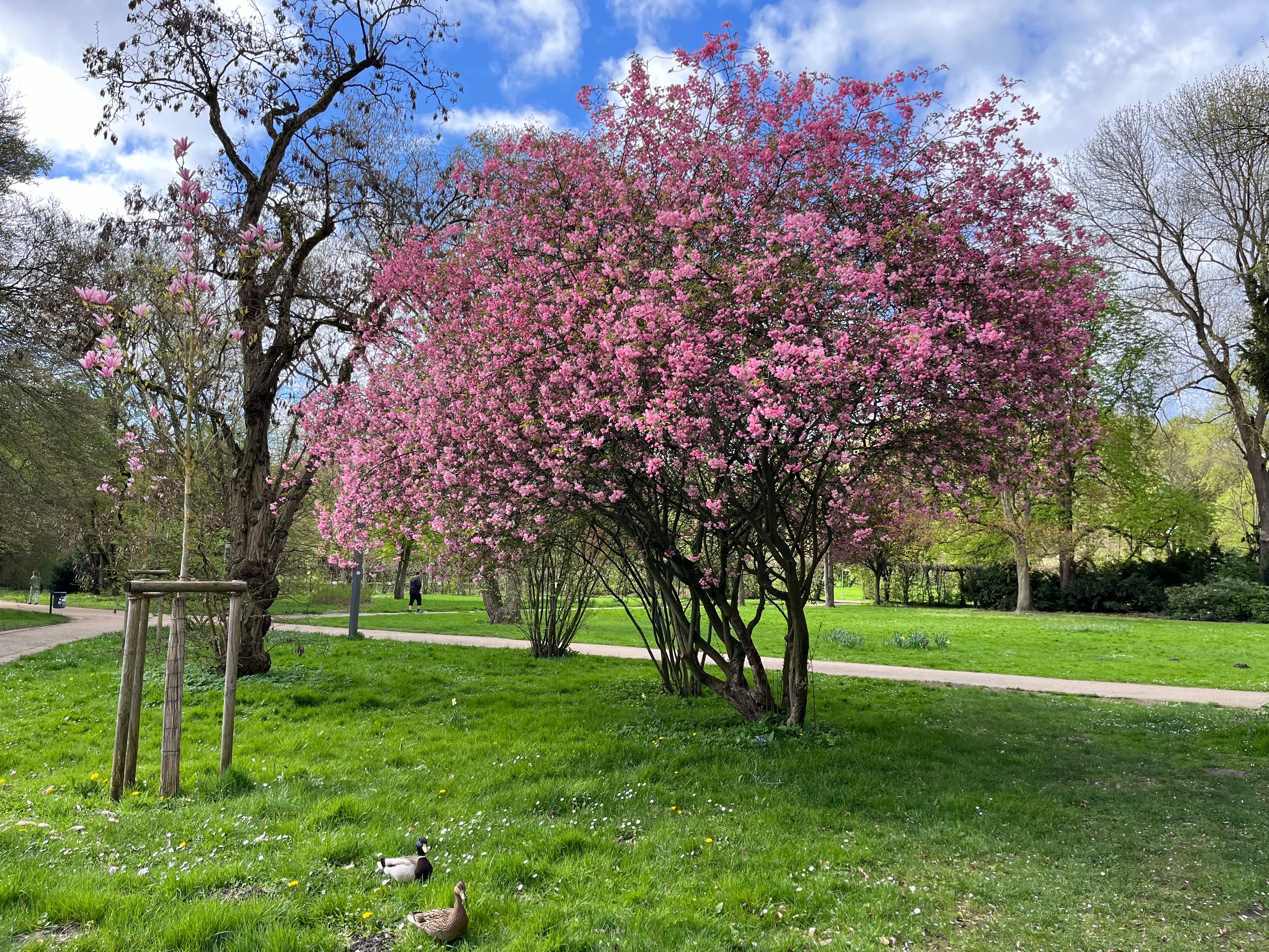 tolle bepflanzung durch bäume im kurpark lüneburg
