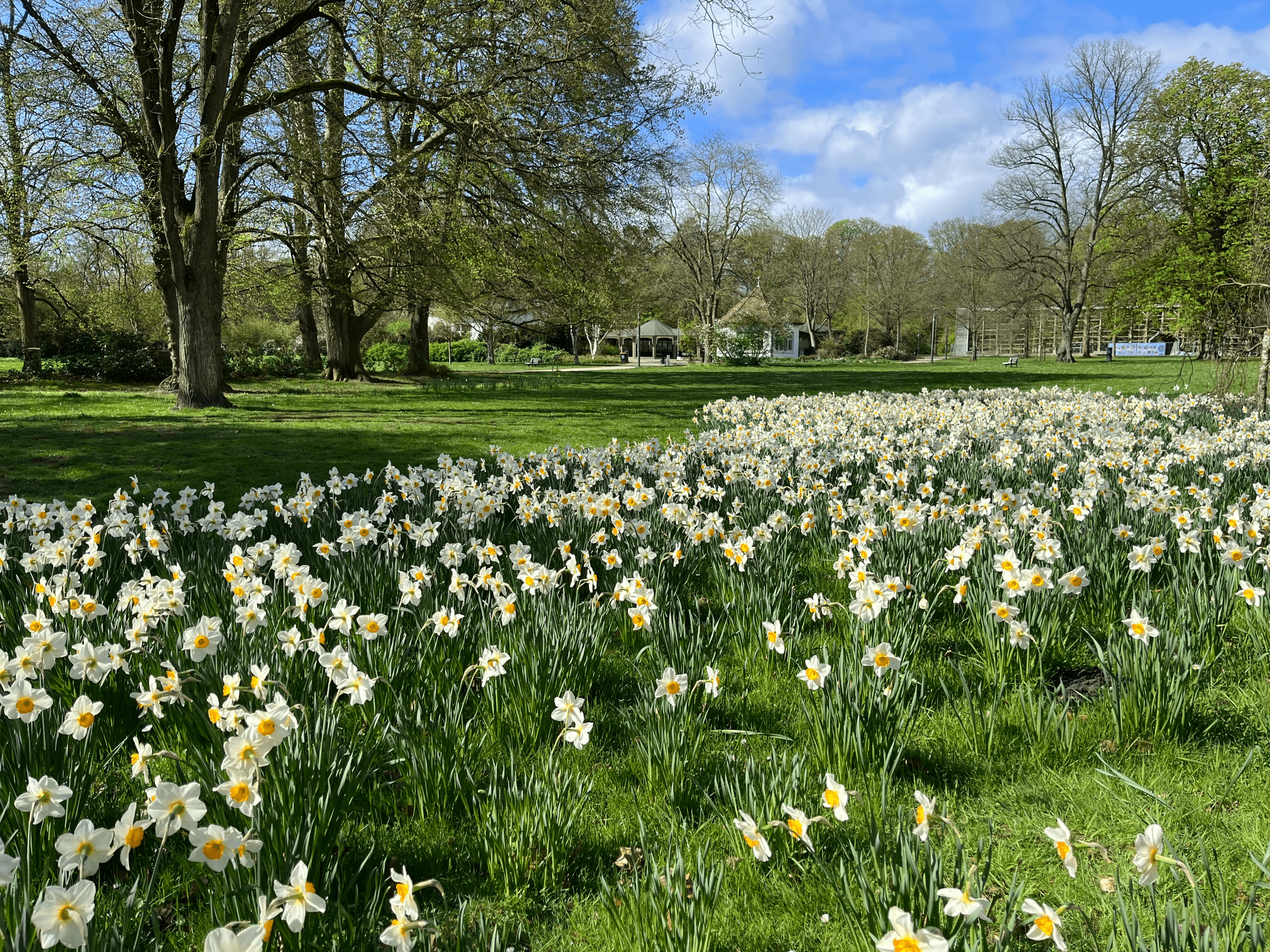 Frühlingsblüher im Kurpark Lüneburg