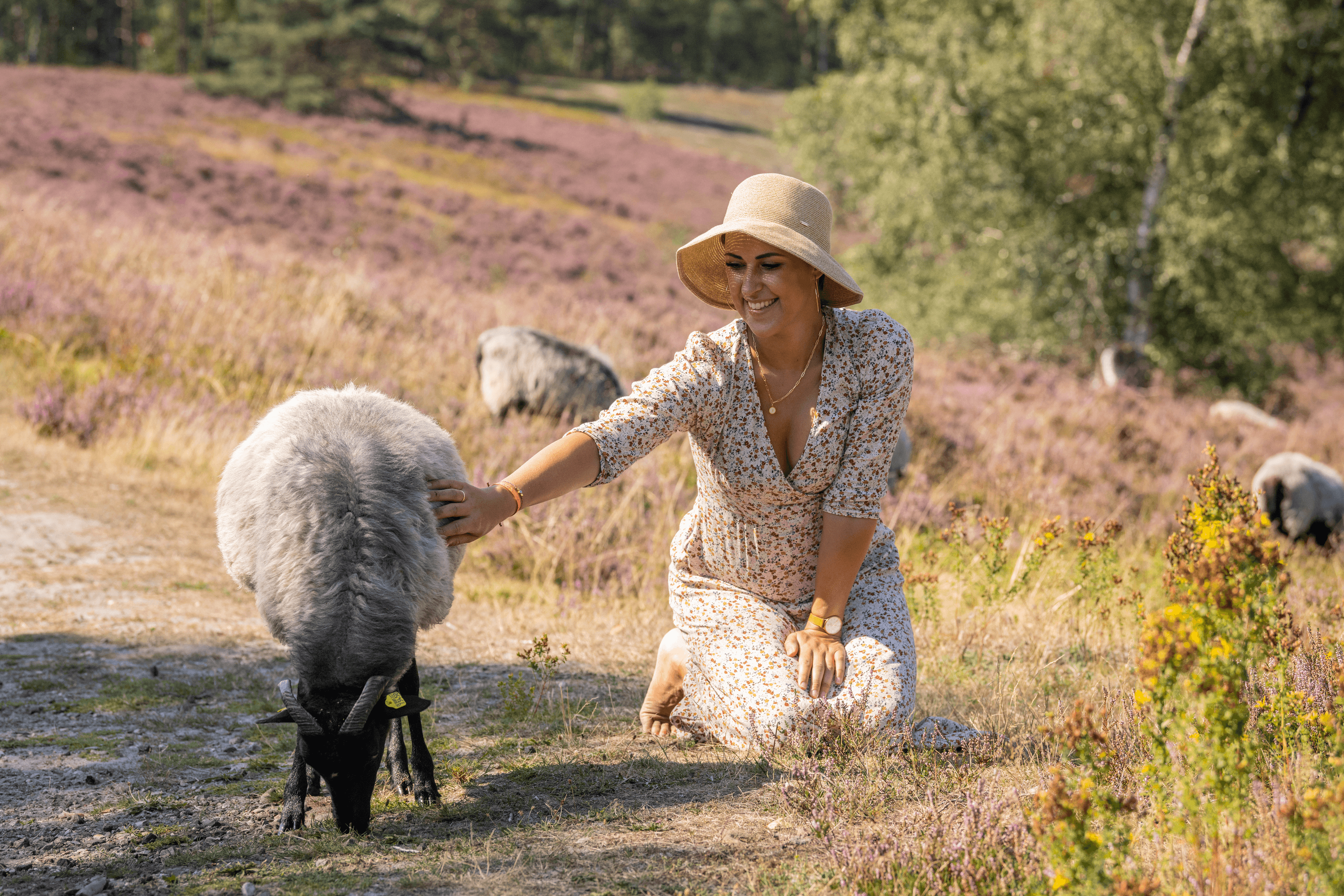 Heidschnucken treffen in der Lüneburger Heide