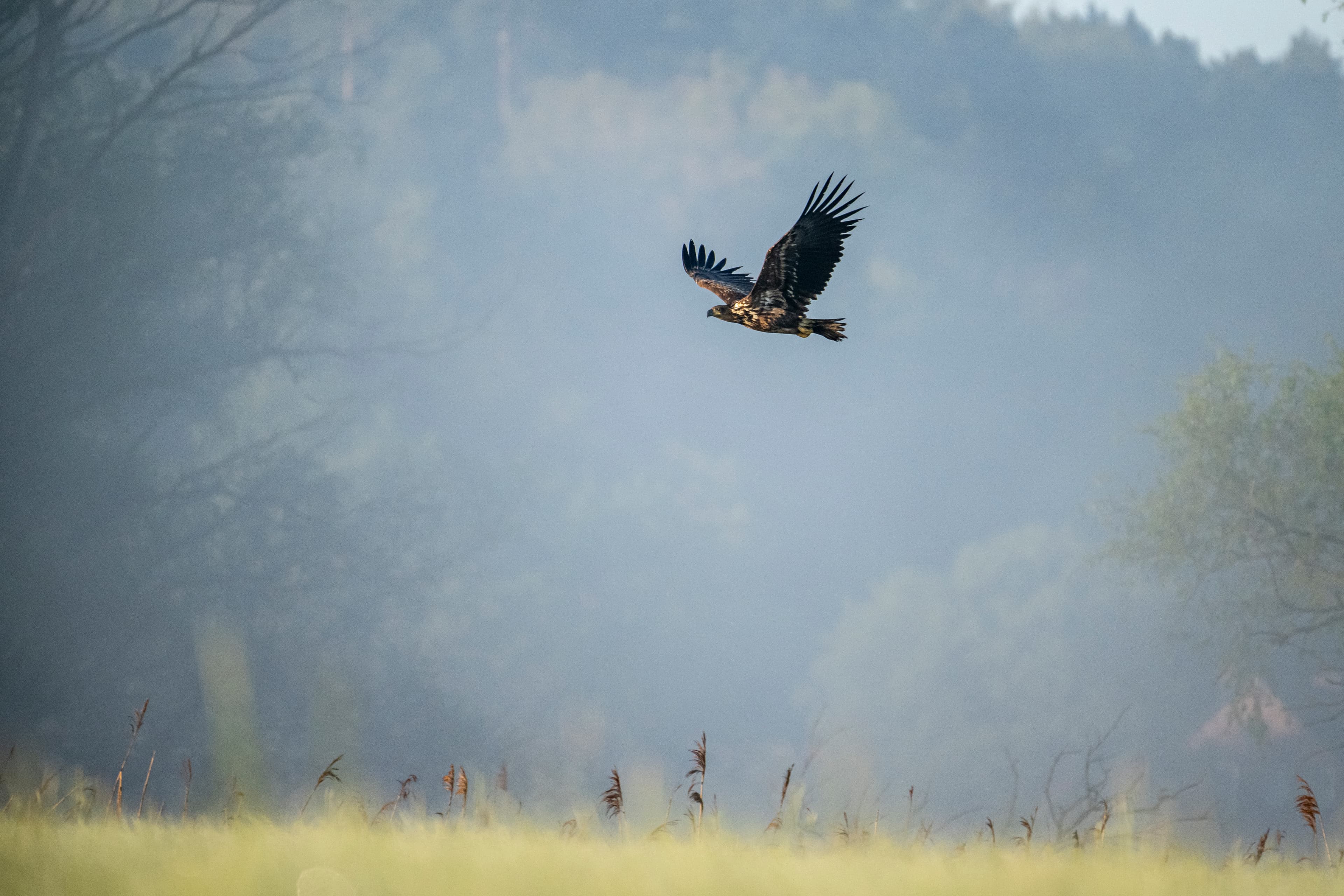 Seeadler in Amt Neuhaus in der Elbtalaue