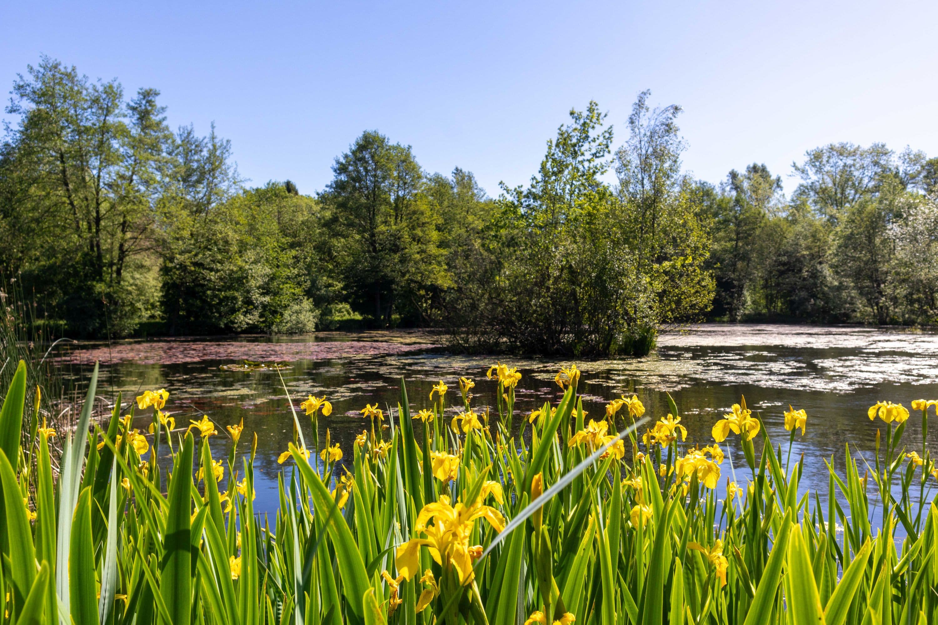 Mühlenteich am Museumsdorf Seppensen