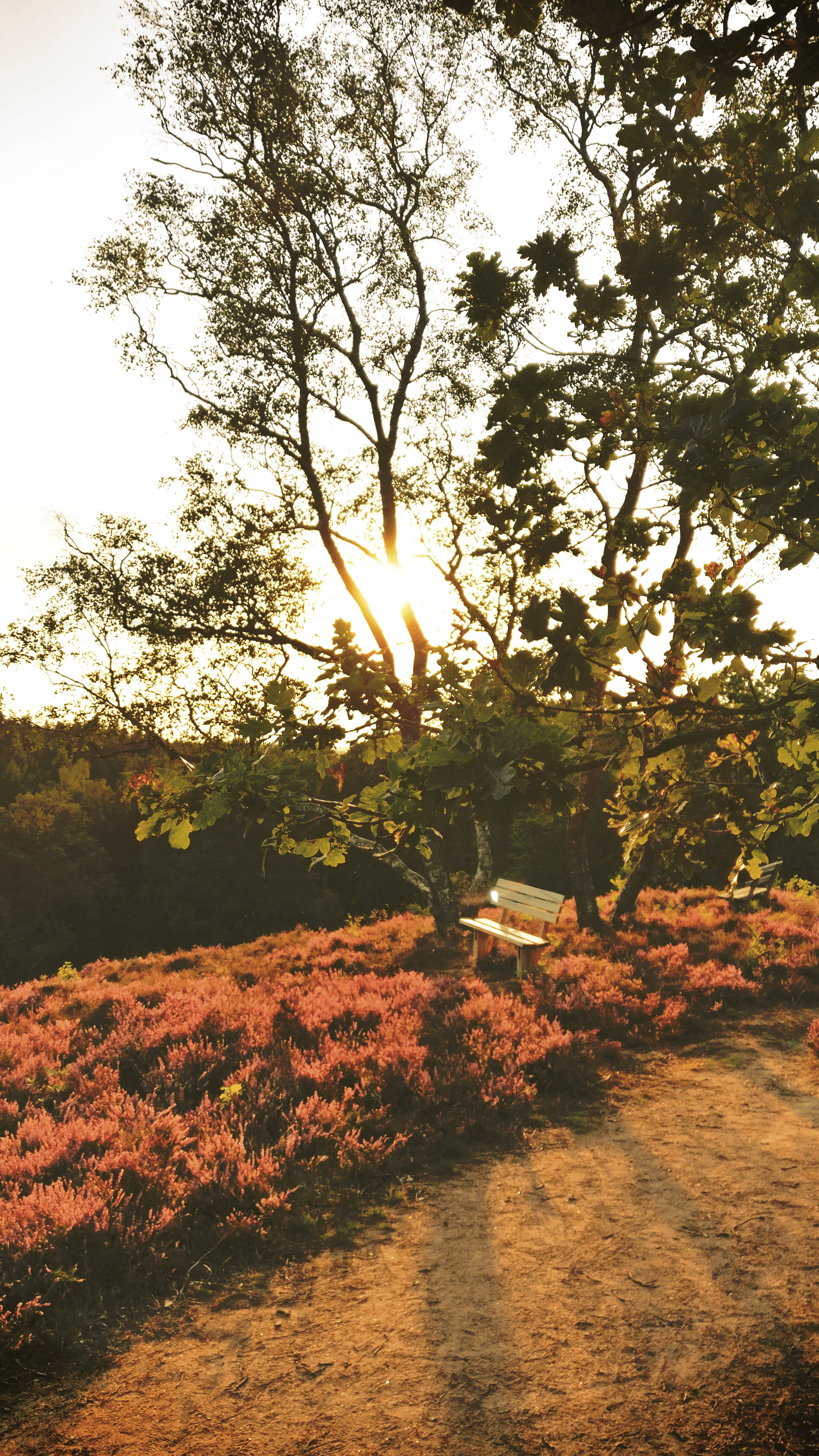 Naturwunder Birkenbank zur Heideblüte