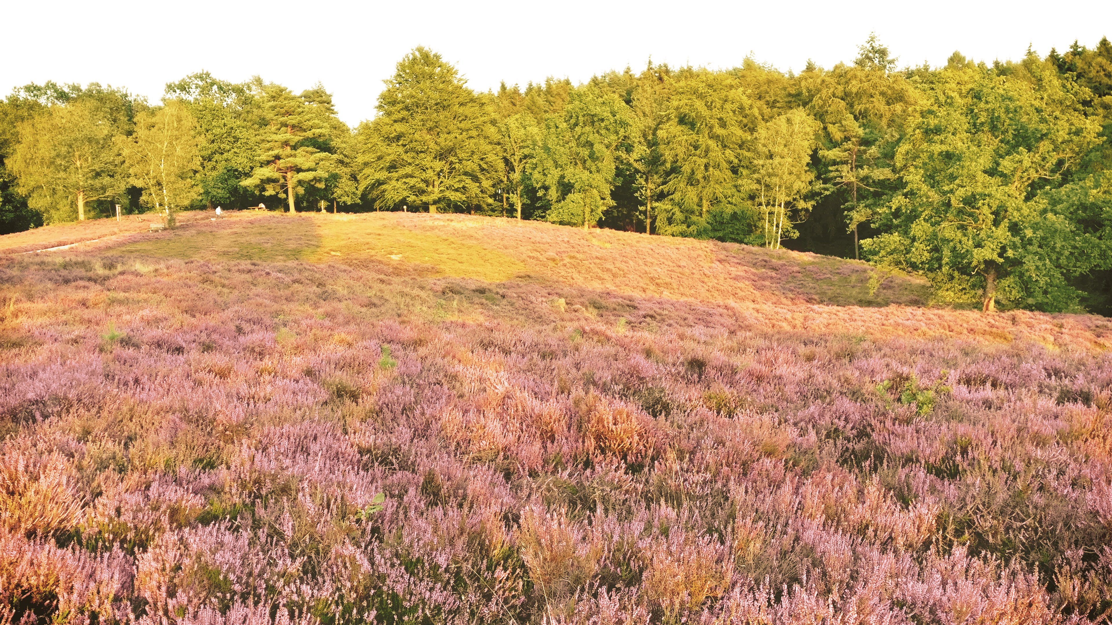 Naturwunder und Naturblicke 02: Blick von der Birkenbank